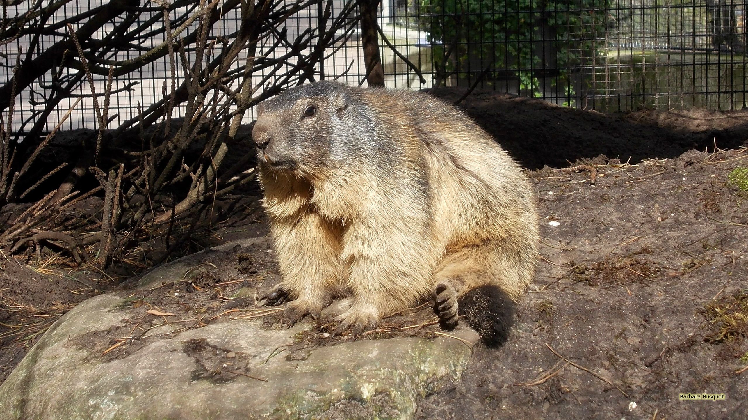 Marmot Wallpapers