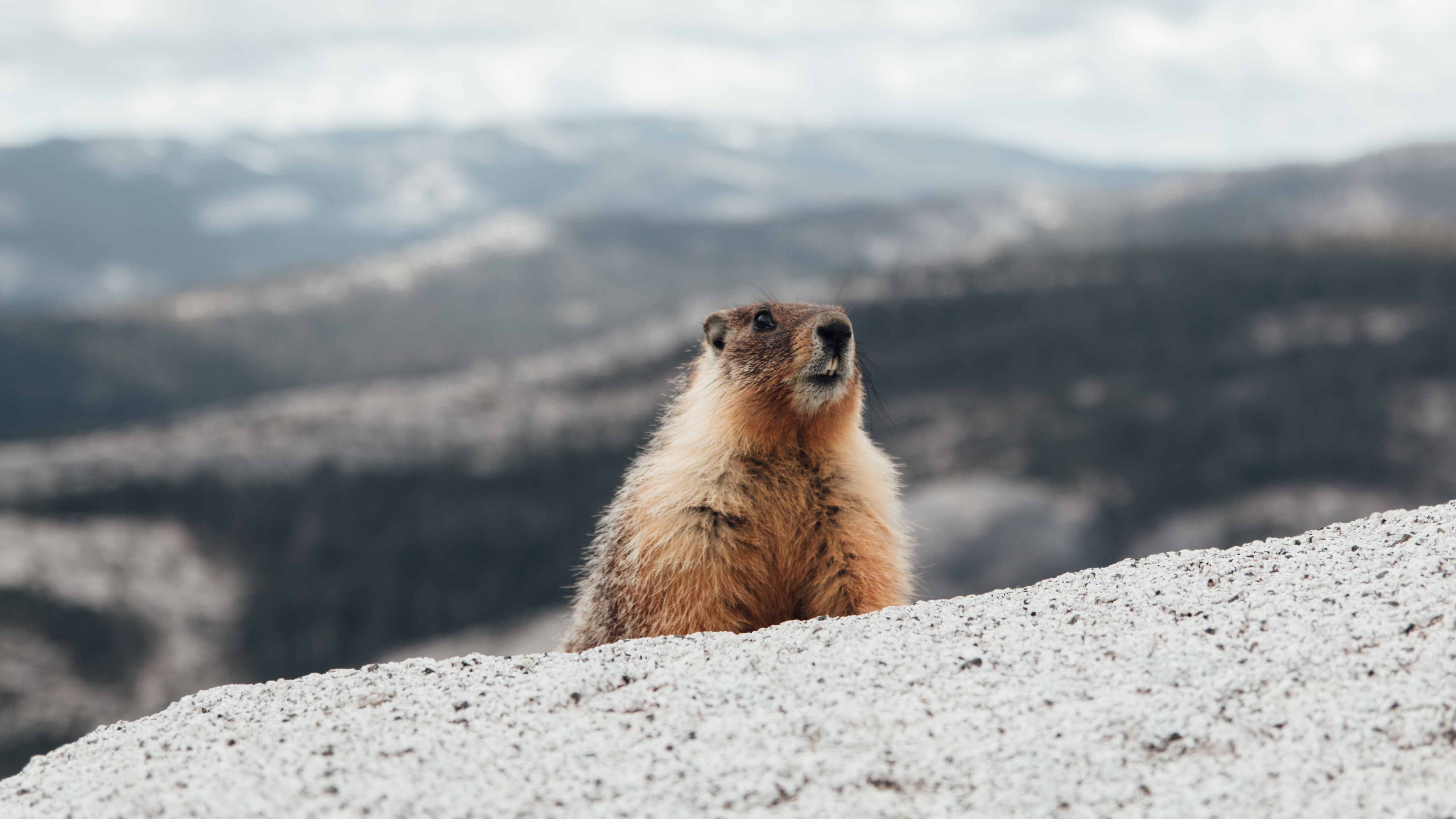 Marmot Wallpapers