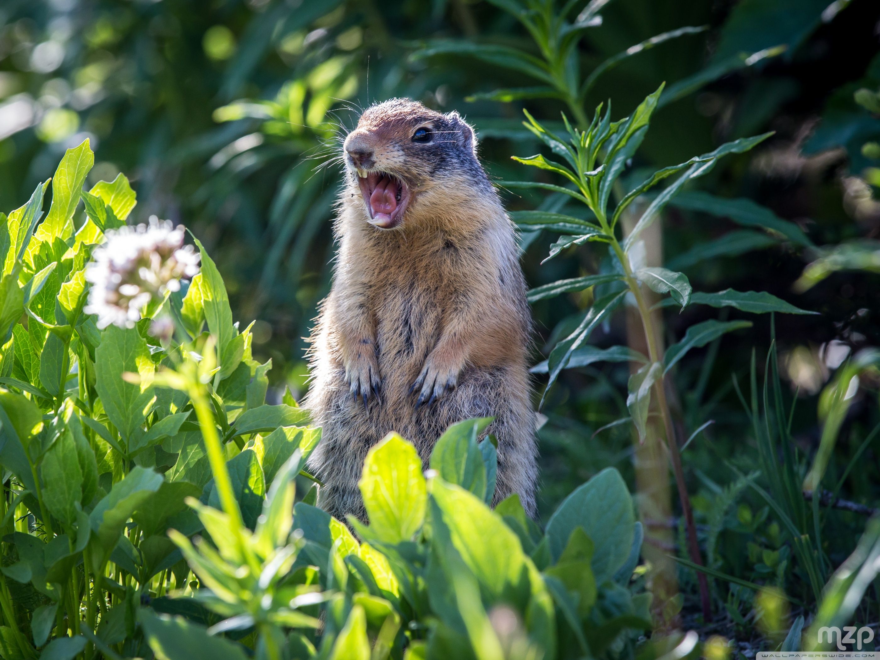 Marmot Wallpapers