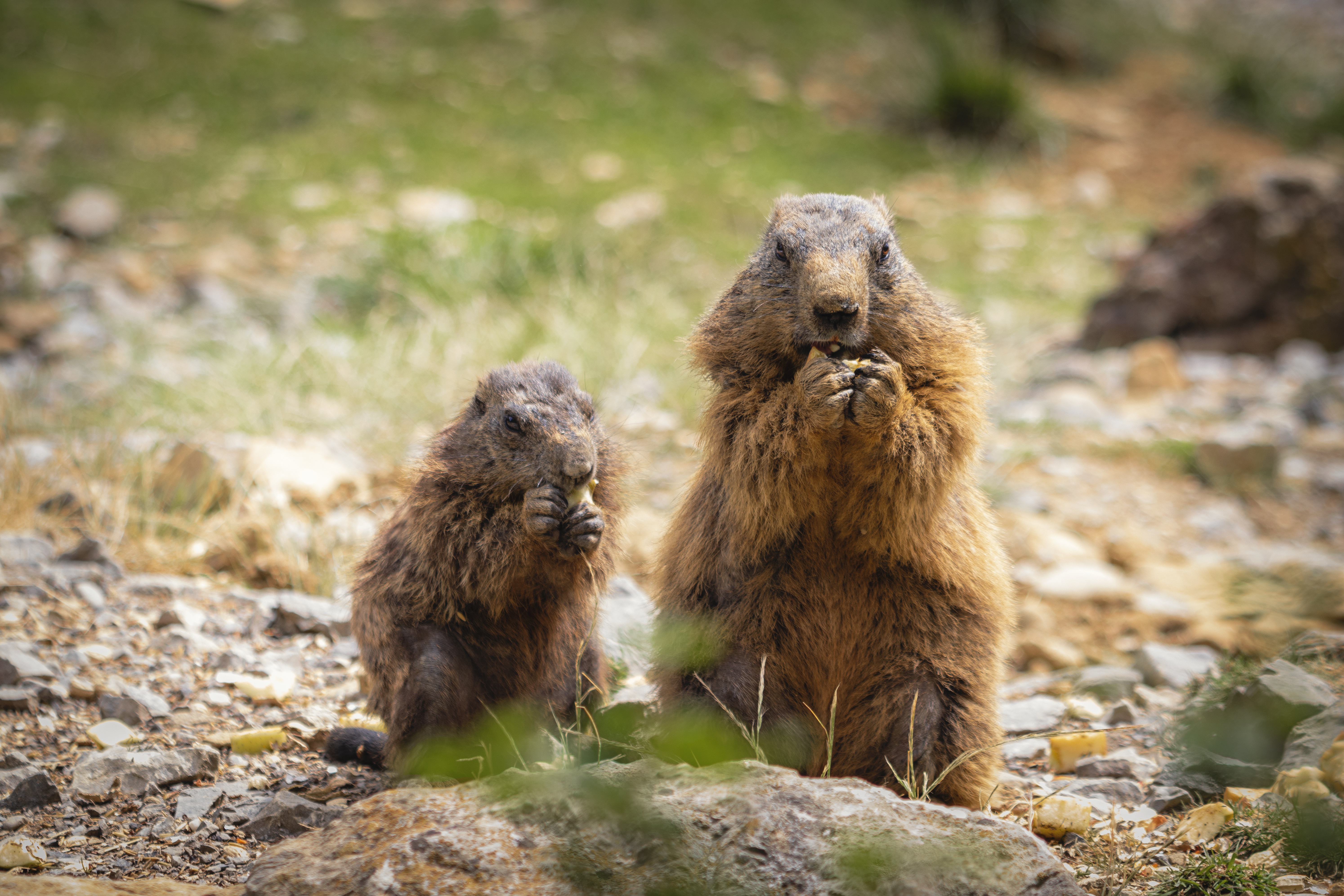 Marmot Wallpapers