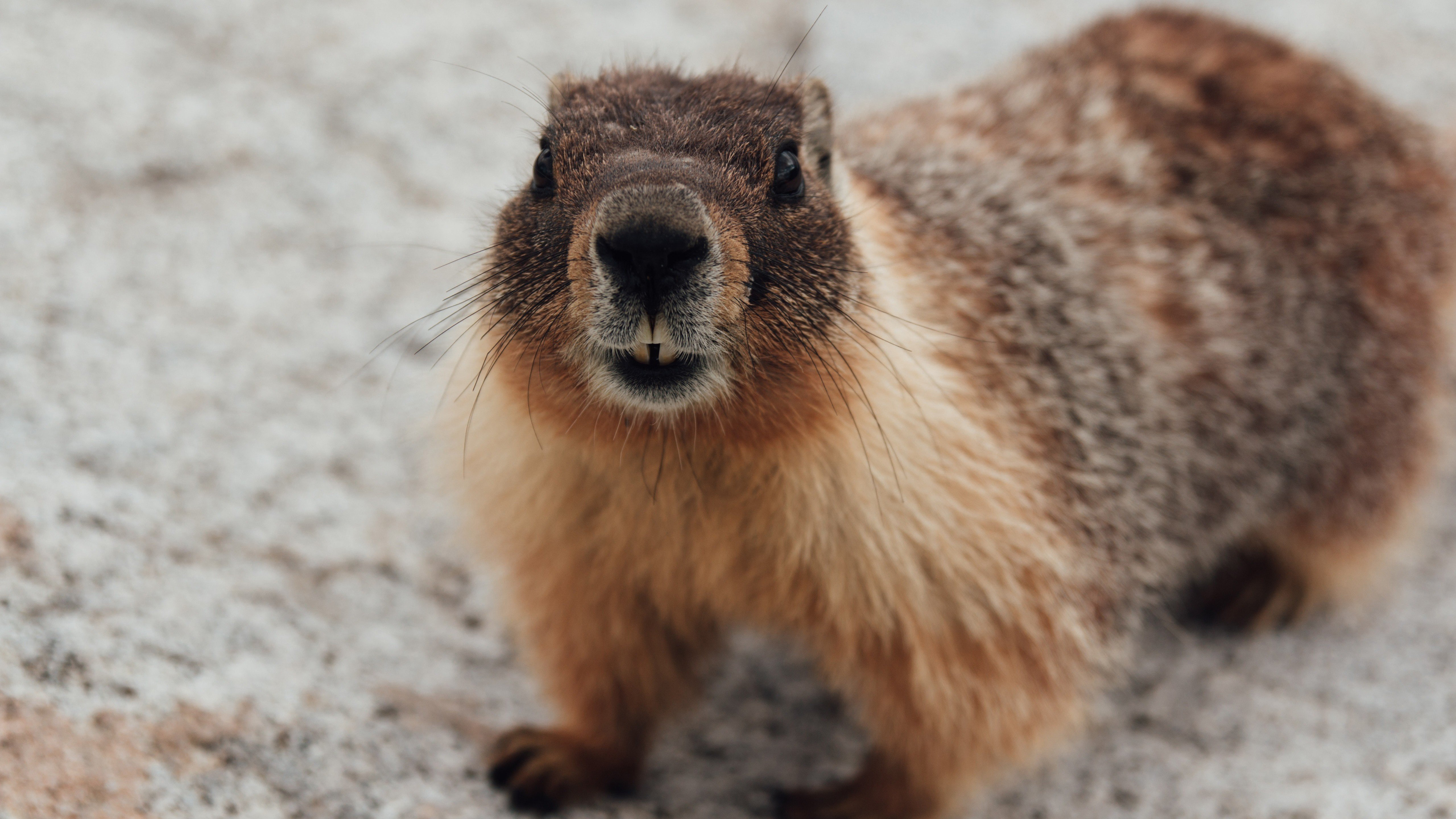 Marmot Wallpapers