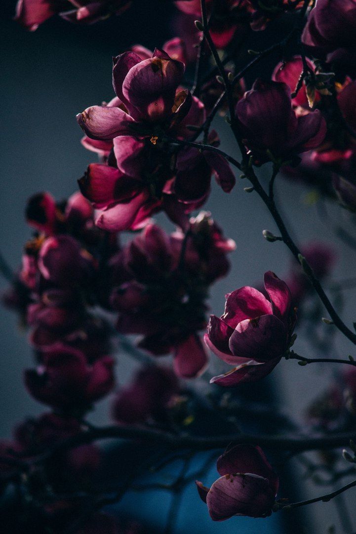 Maroon Flowers Wallpapers