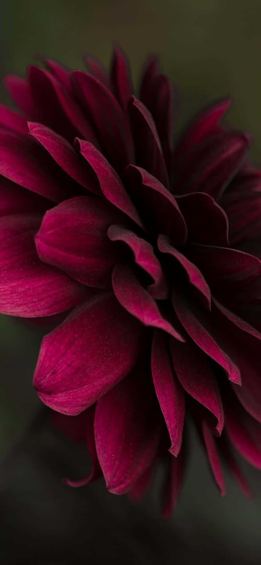 Maroon Flowers Wallpapers