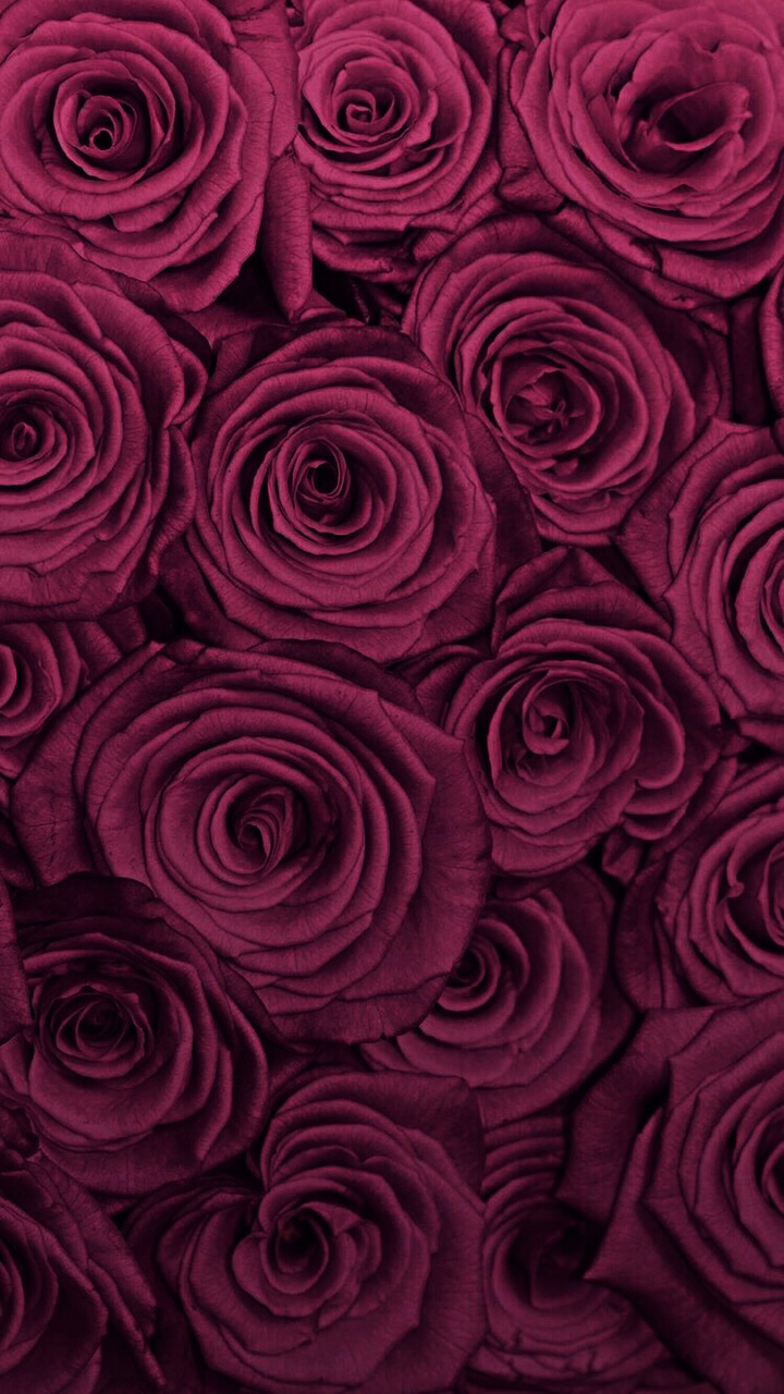 Maroon Flowers Wallpapers