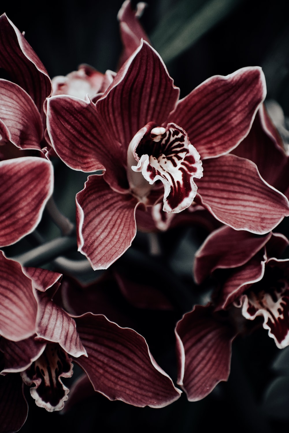 Maroon Flowers Wallpapers