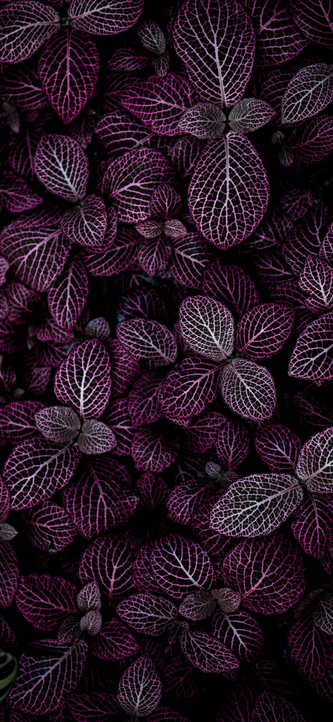 Maroon Flowers Wallpapers