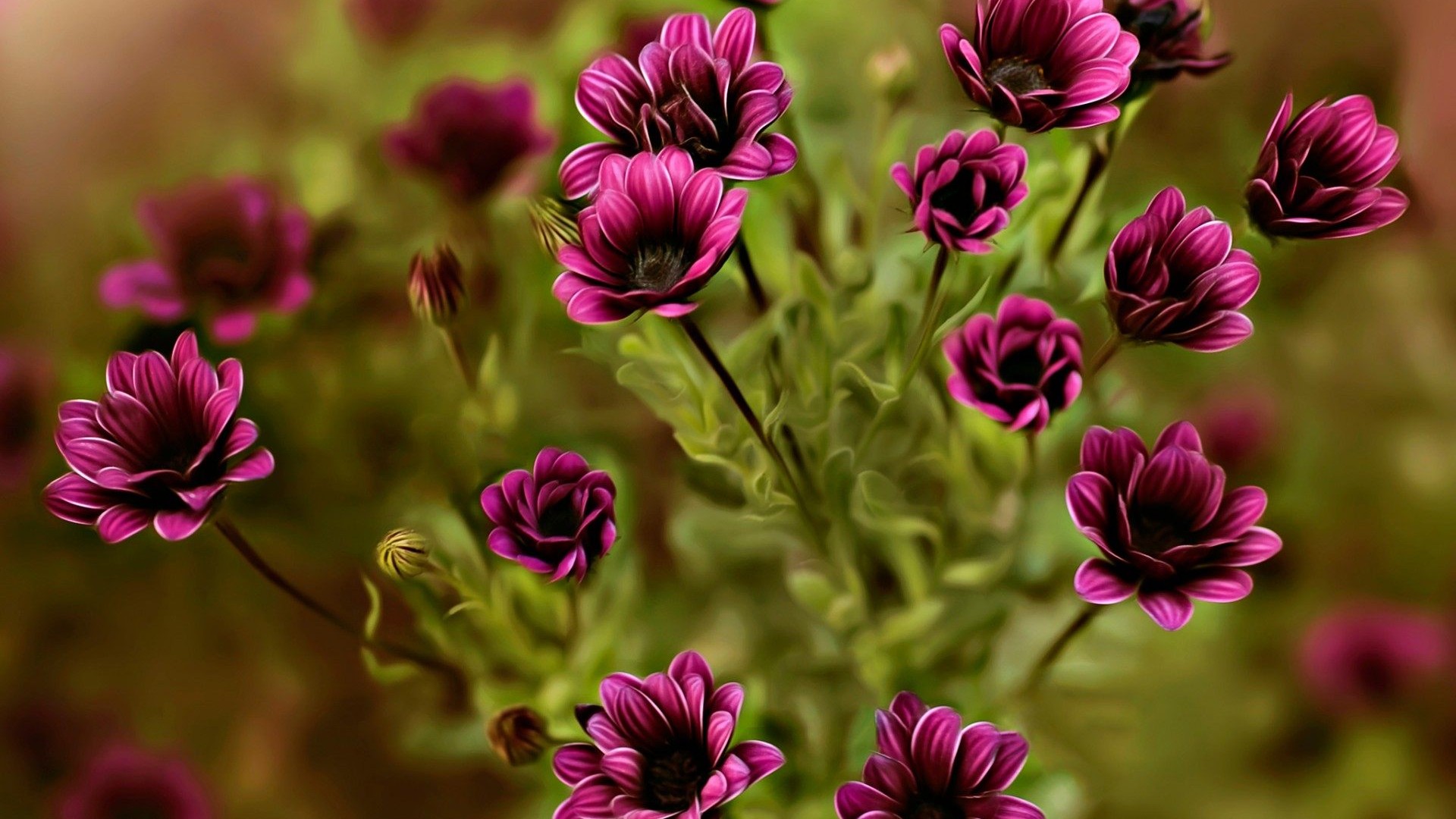 Maroon Flowers Wallpapers