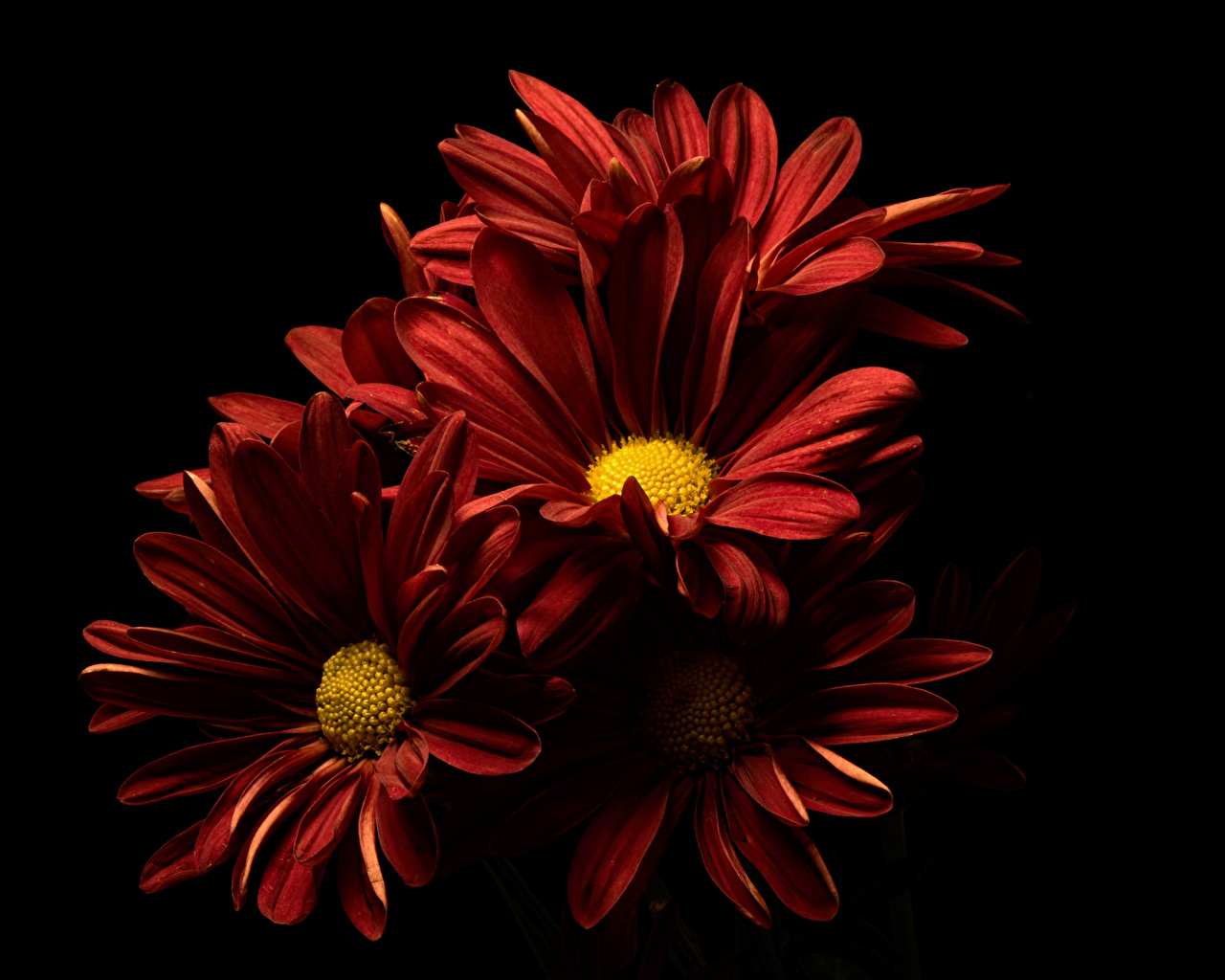 Maroon Flowers Wallpapers