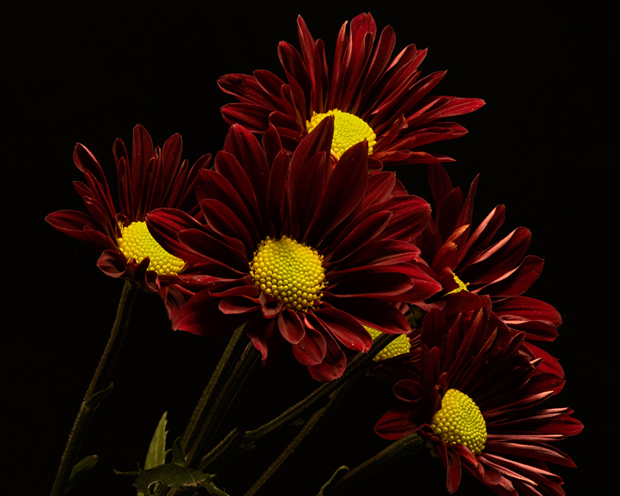 Maroon Flowers Wallpapers