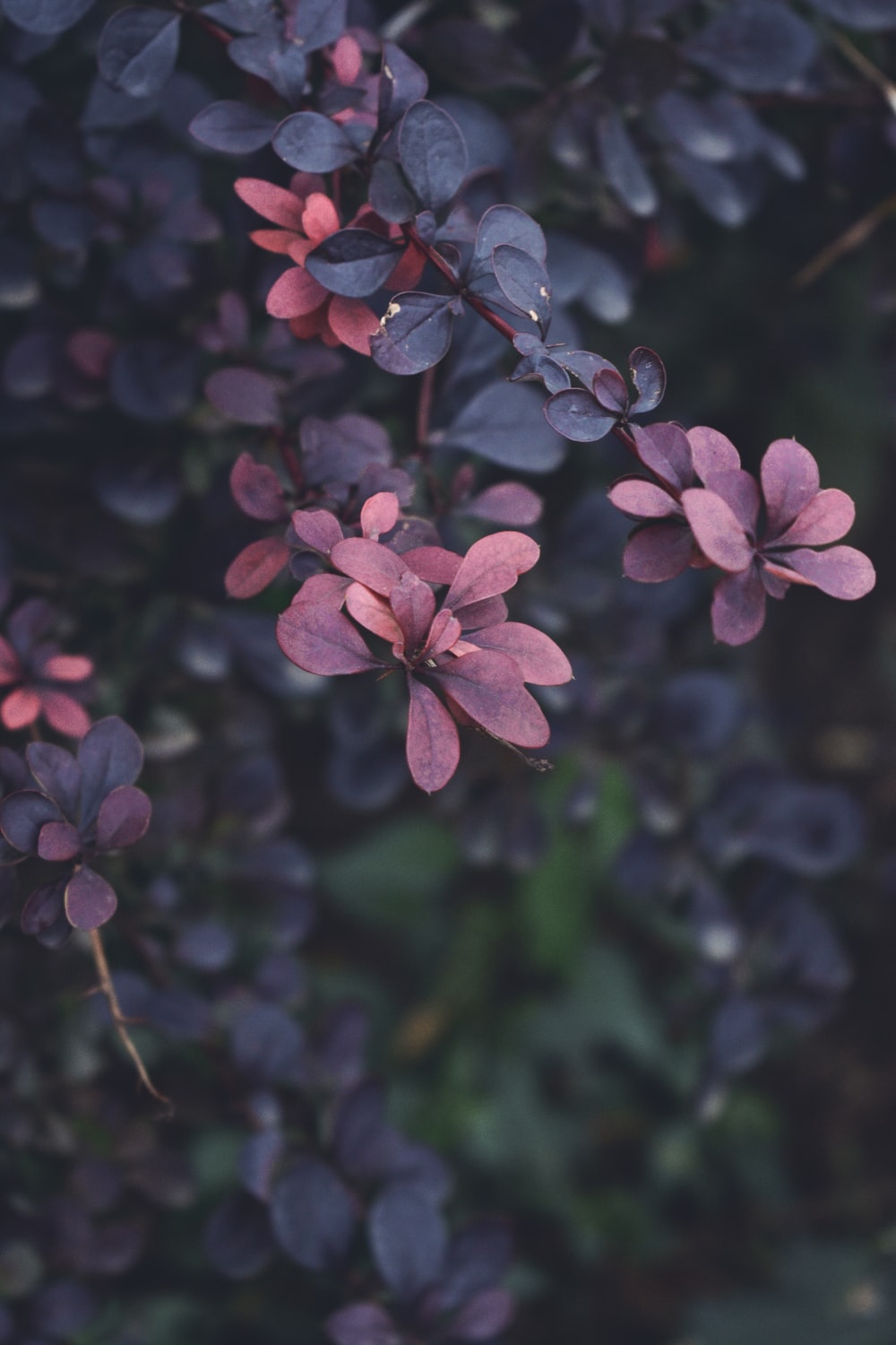 Maroon Flowers Wallpapers