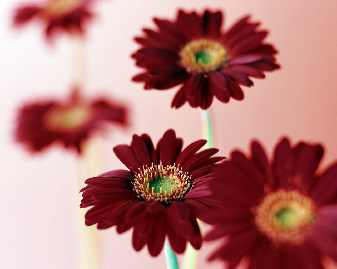 Maroon Flowers Wallpapers