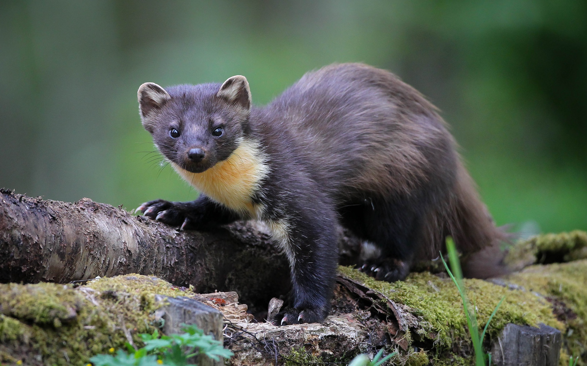 Marten Wallpapers