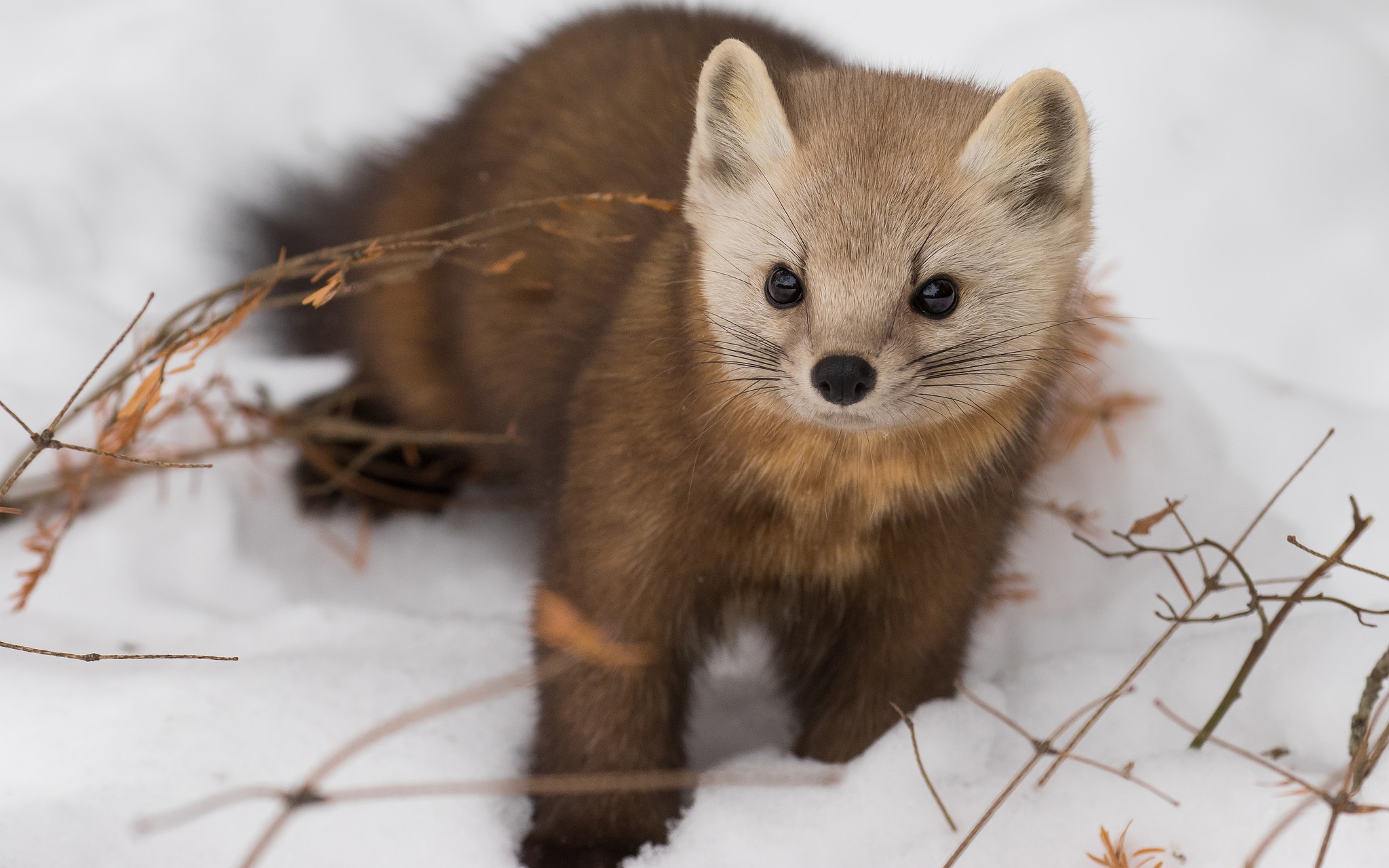 Marten Wallpapers