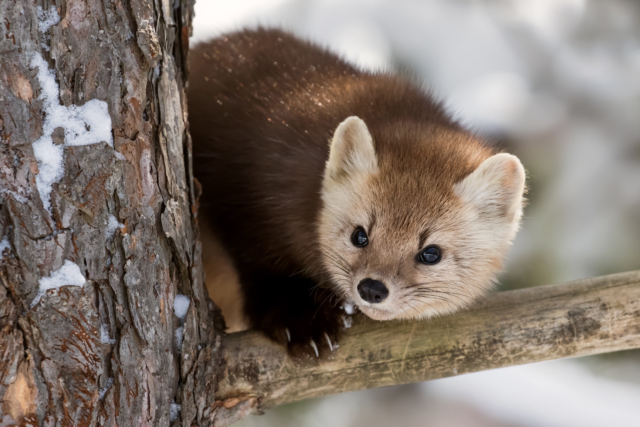 Marten Wallpapers