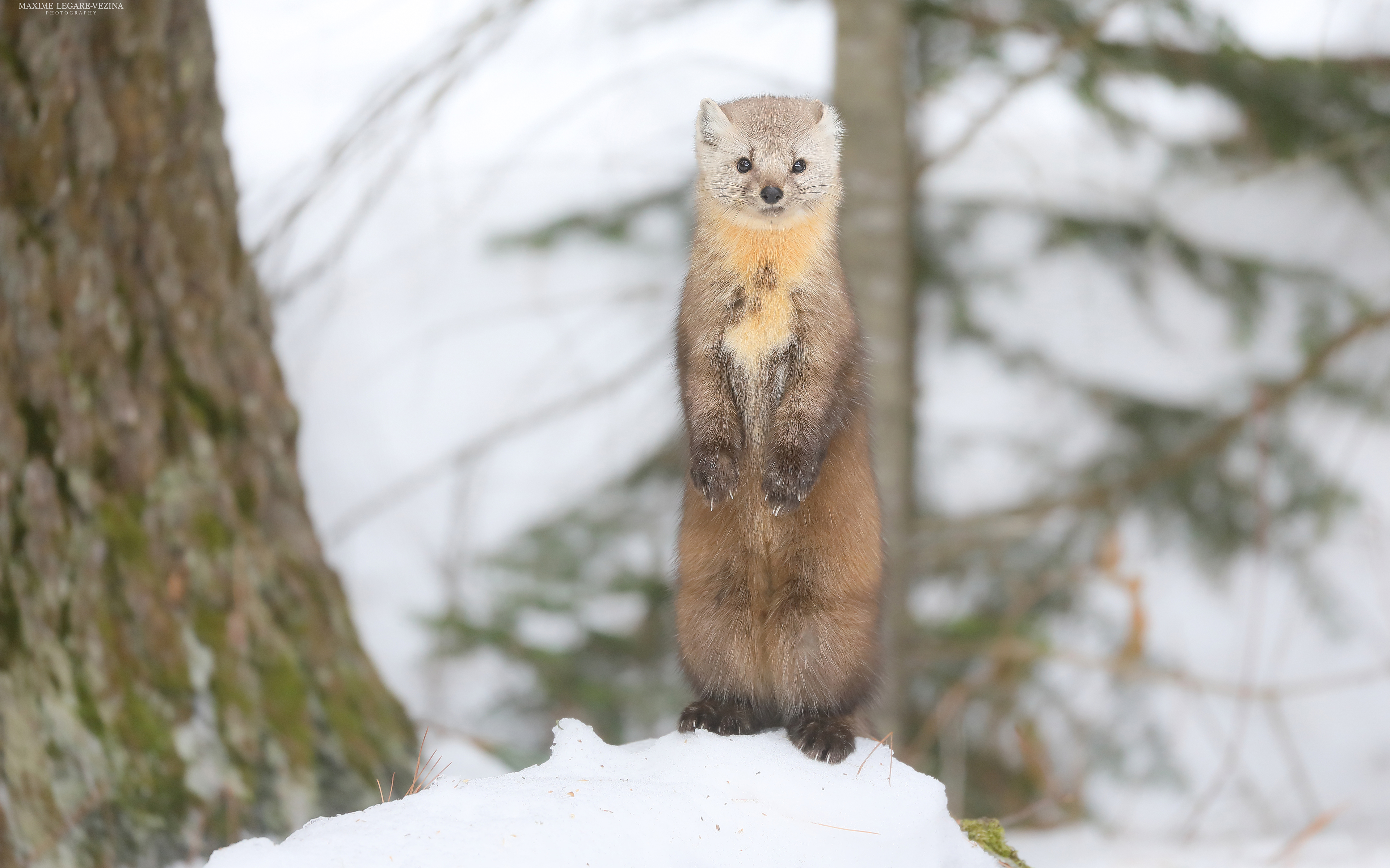 Marten Wallpapers