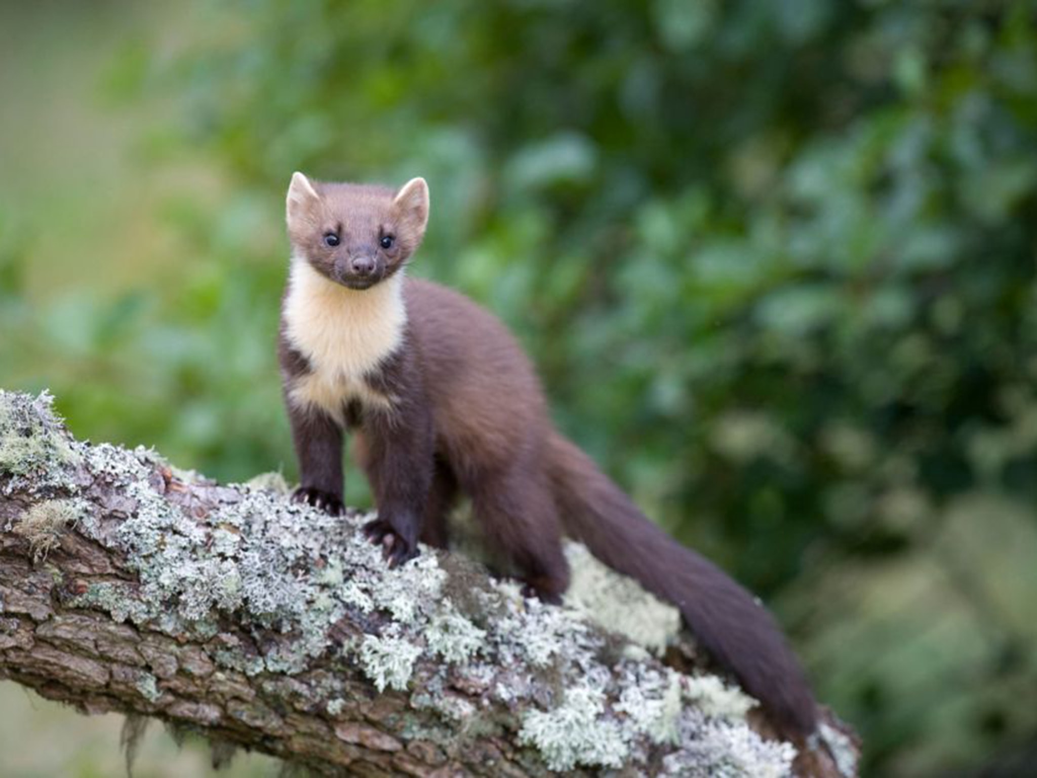 Marten Wallpapers