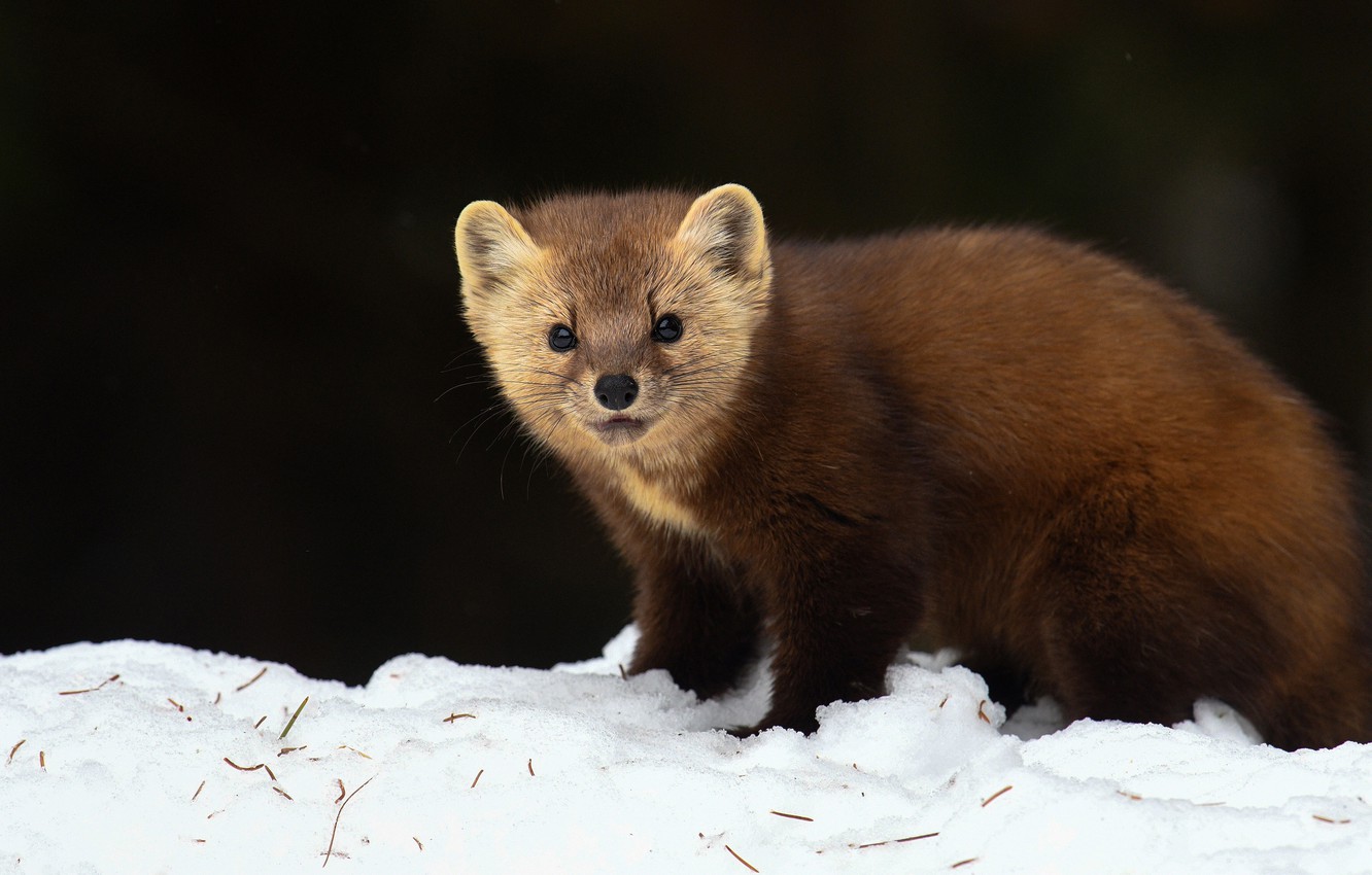 Marten Wallpapers