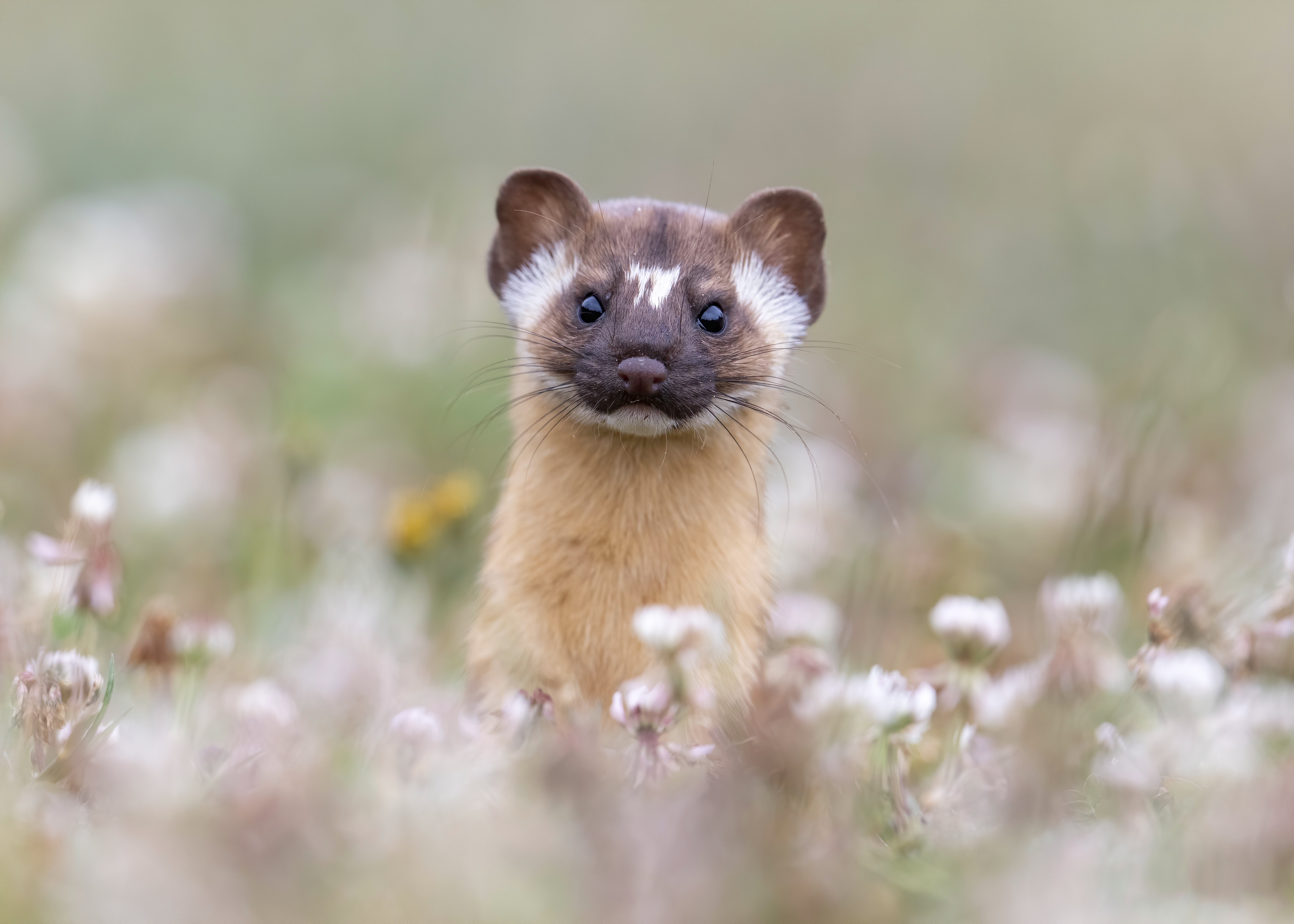 Marten Wallpapers