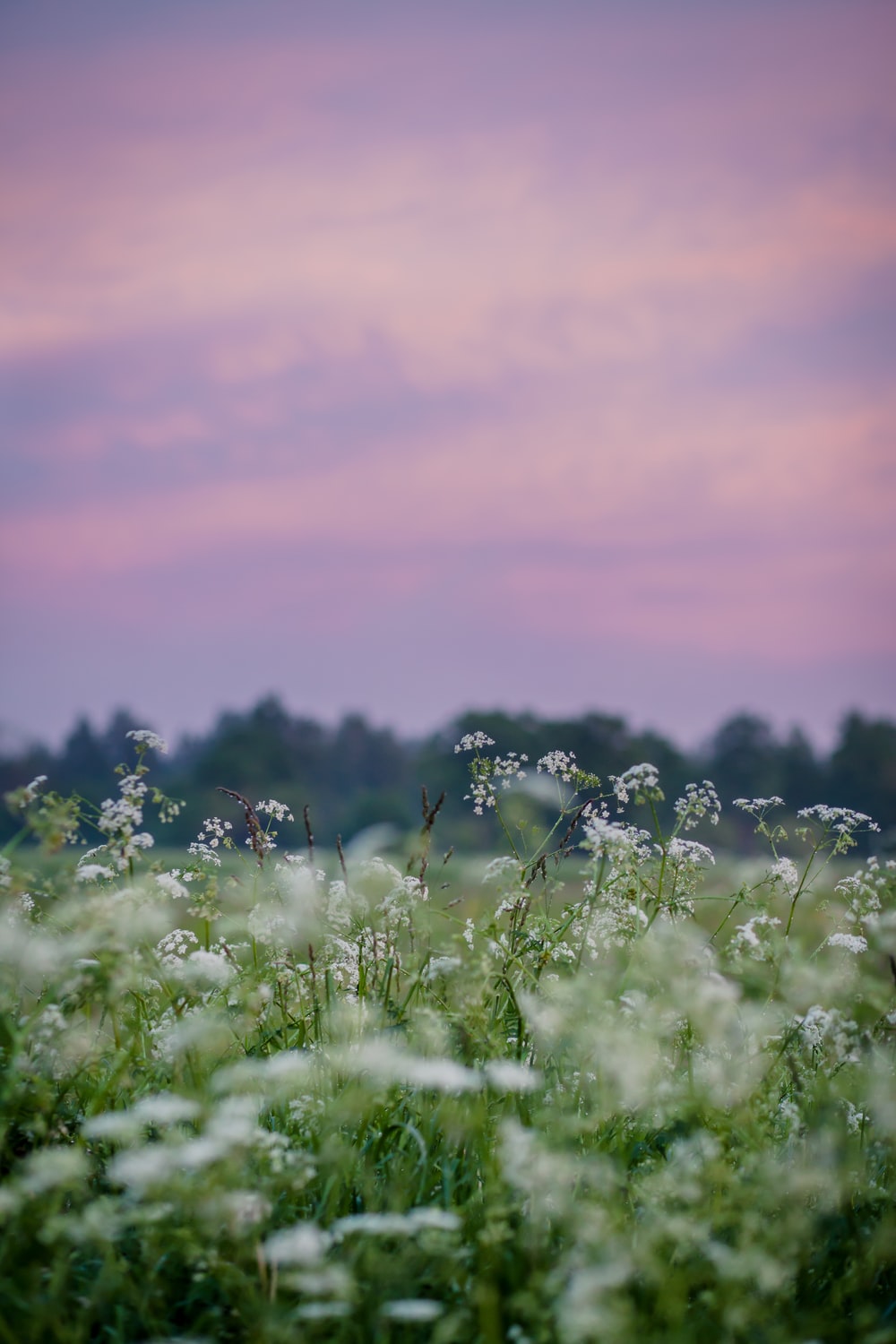 Meadow Desktop Wallpapers