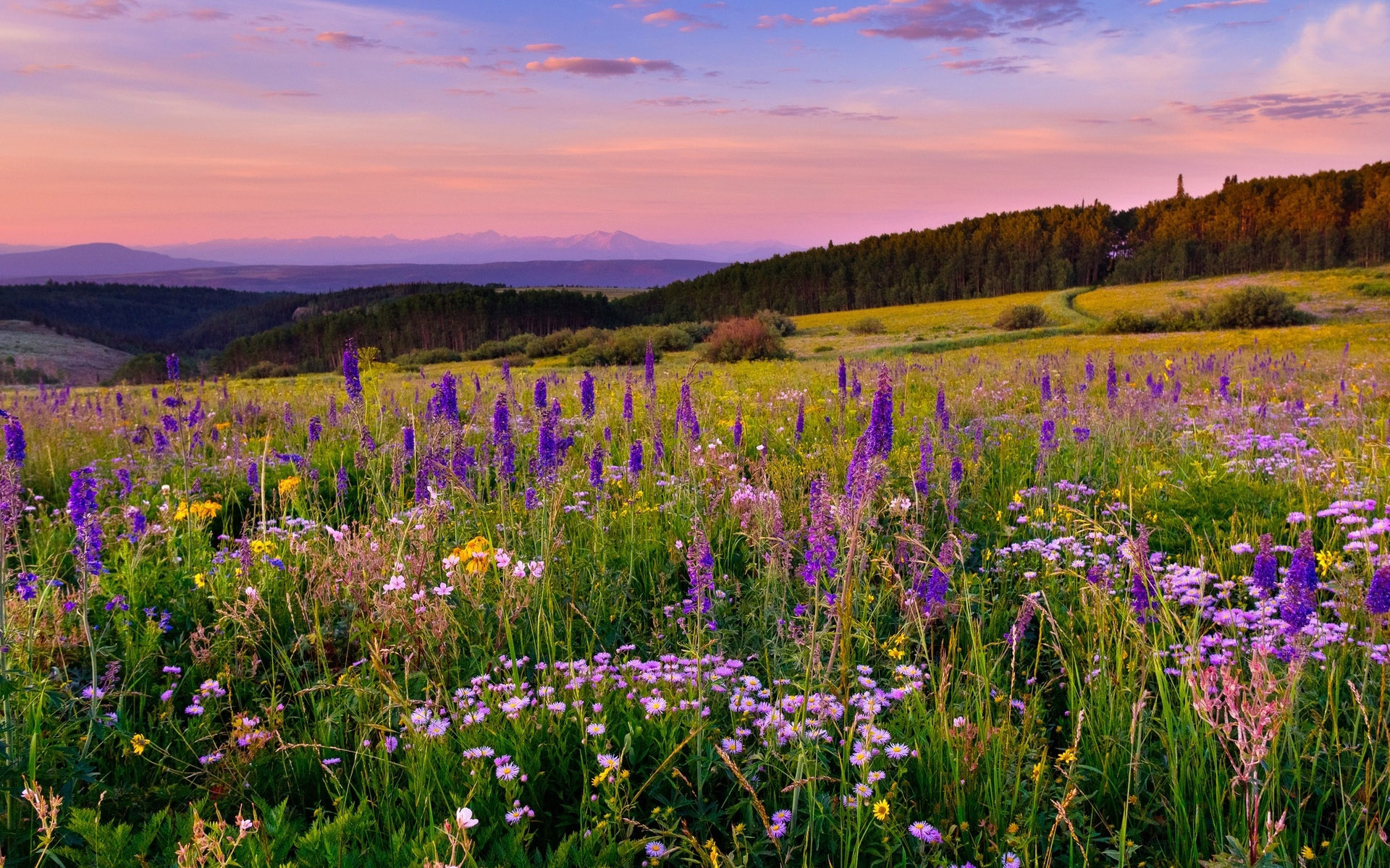 Meadow Desktop Wallpapers