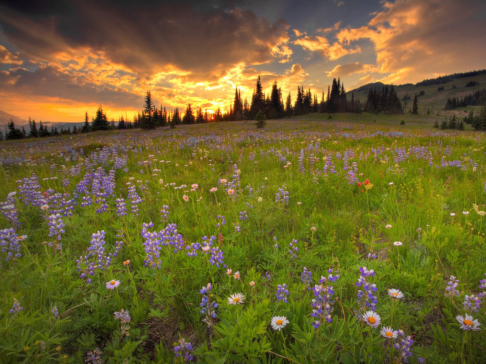 Meadow Desktop Wallpapers