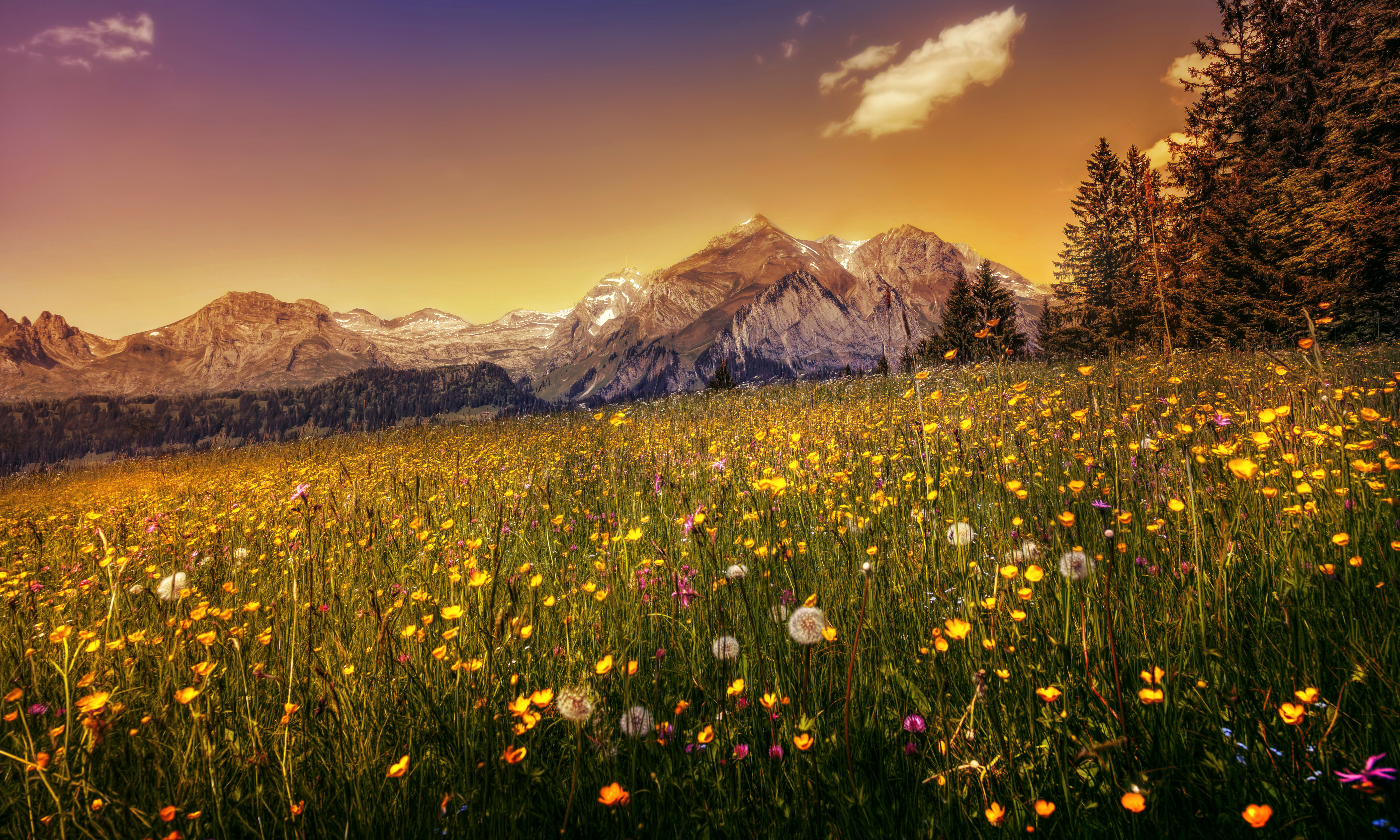 Meadow Desktop Wallpapers