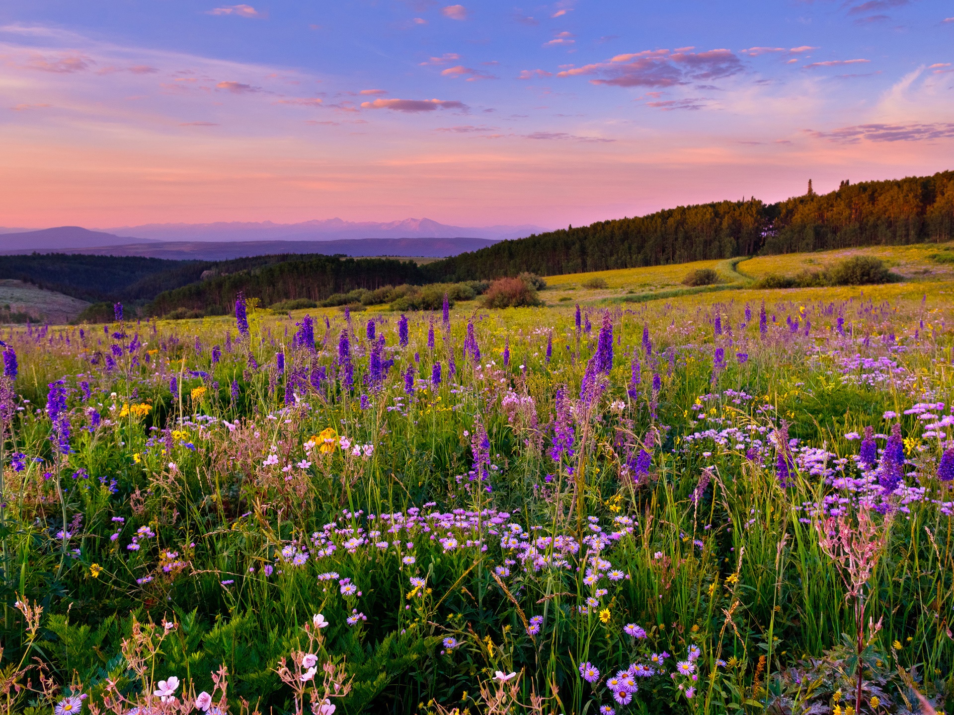 Meadow Desktop Wallpapers