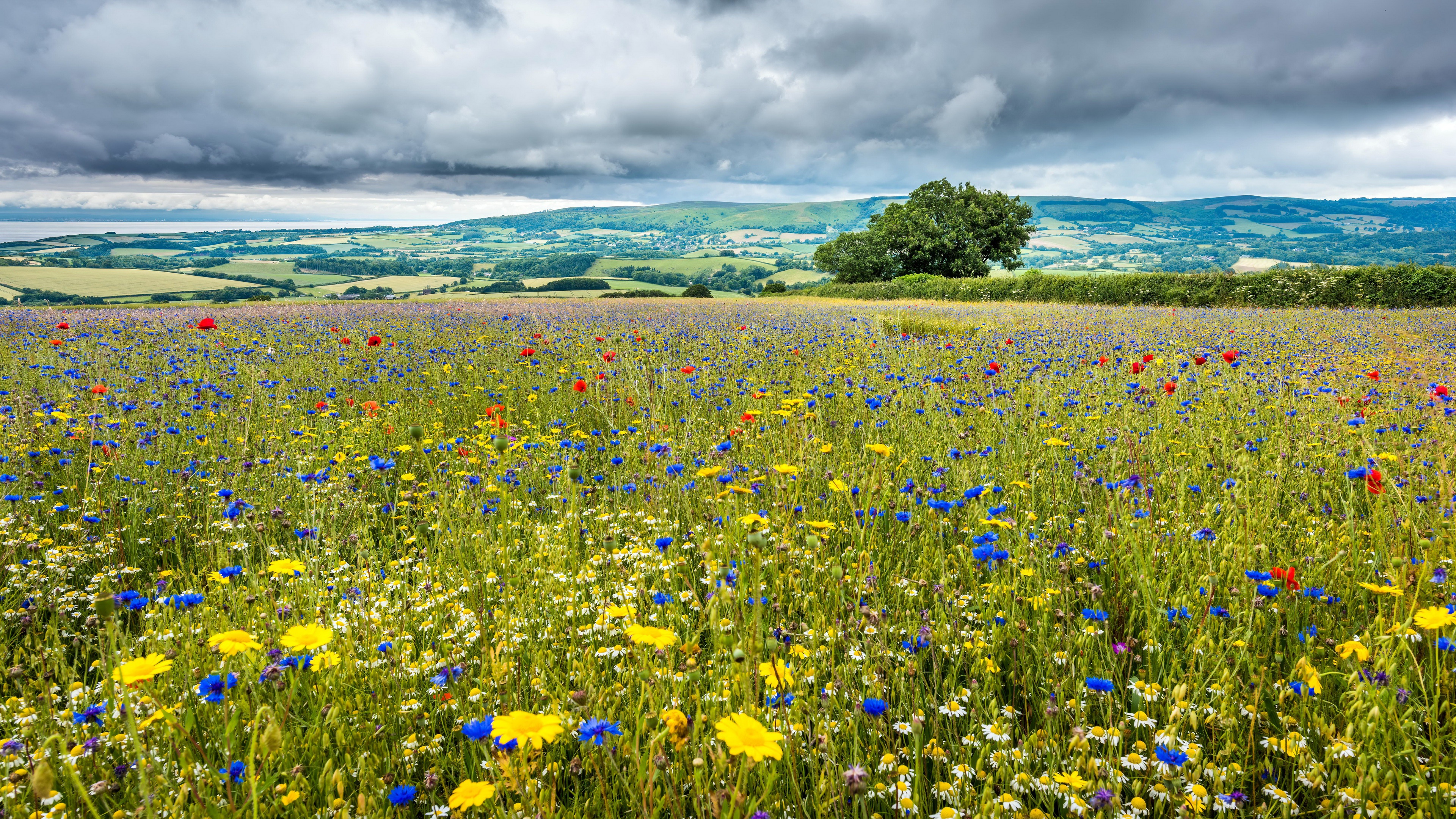 Meadow Desktop Wallpapers