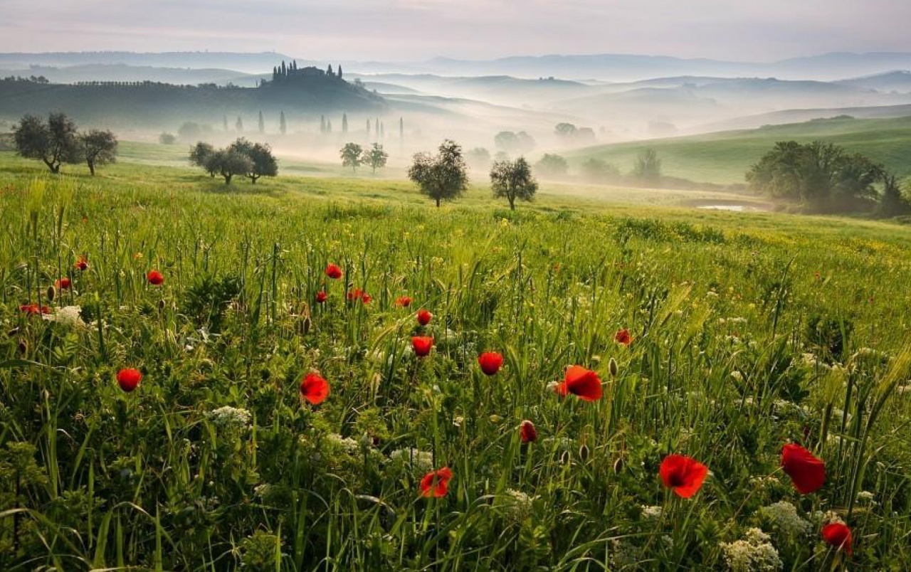 Meadow Desktop Wallpapers