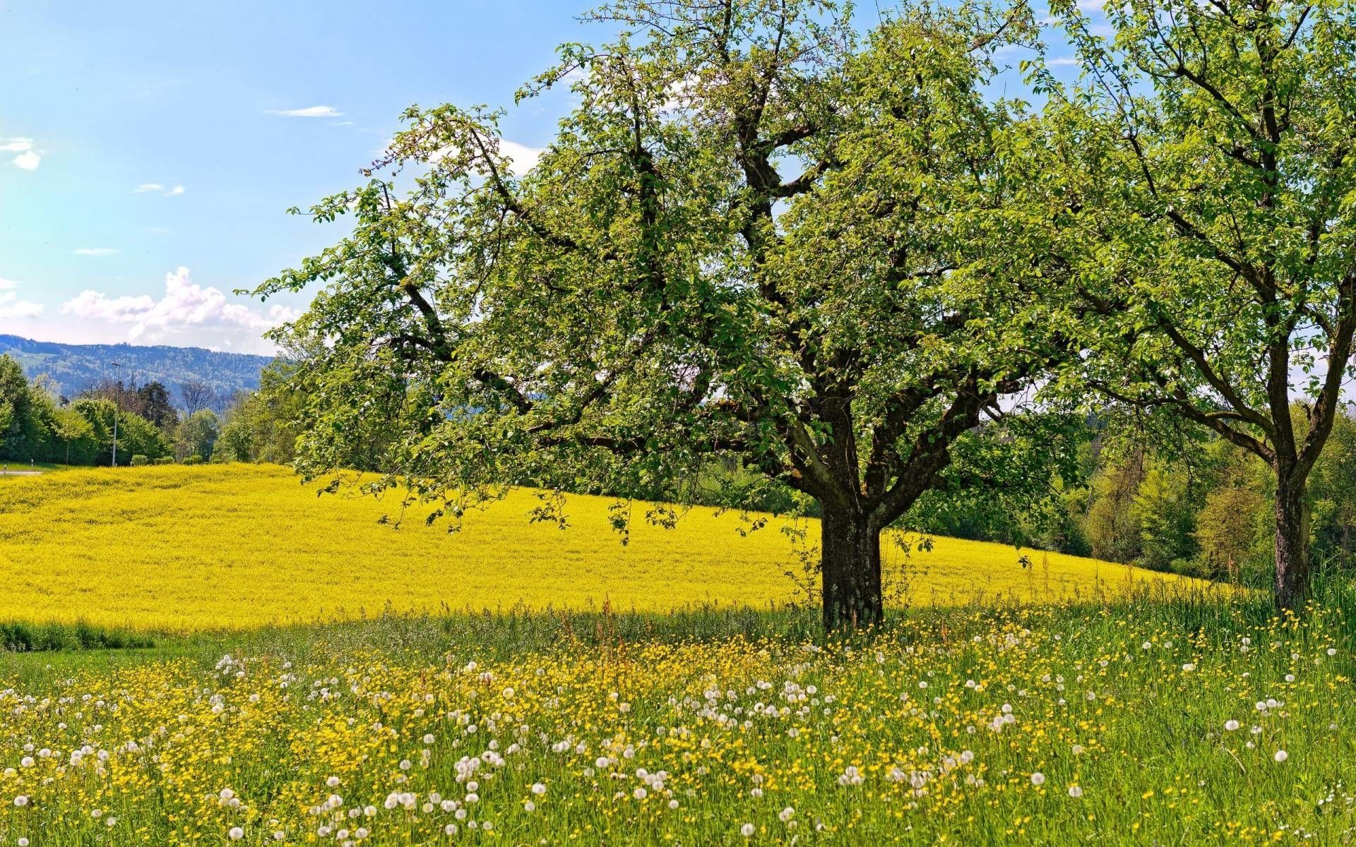 Meadow Desktop Wallpapers