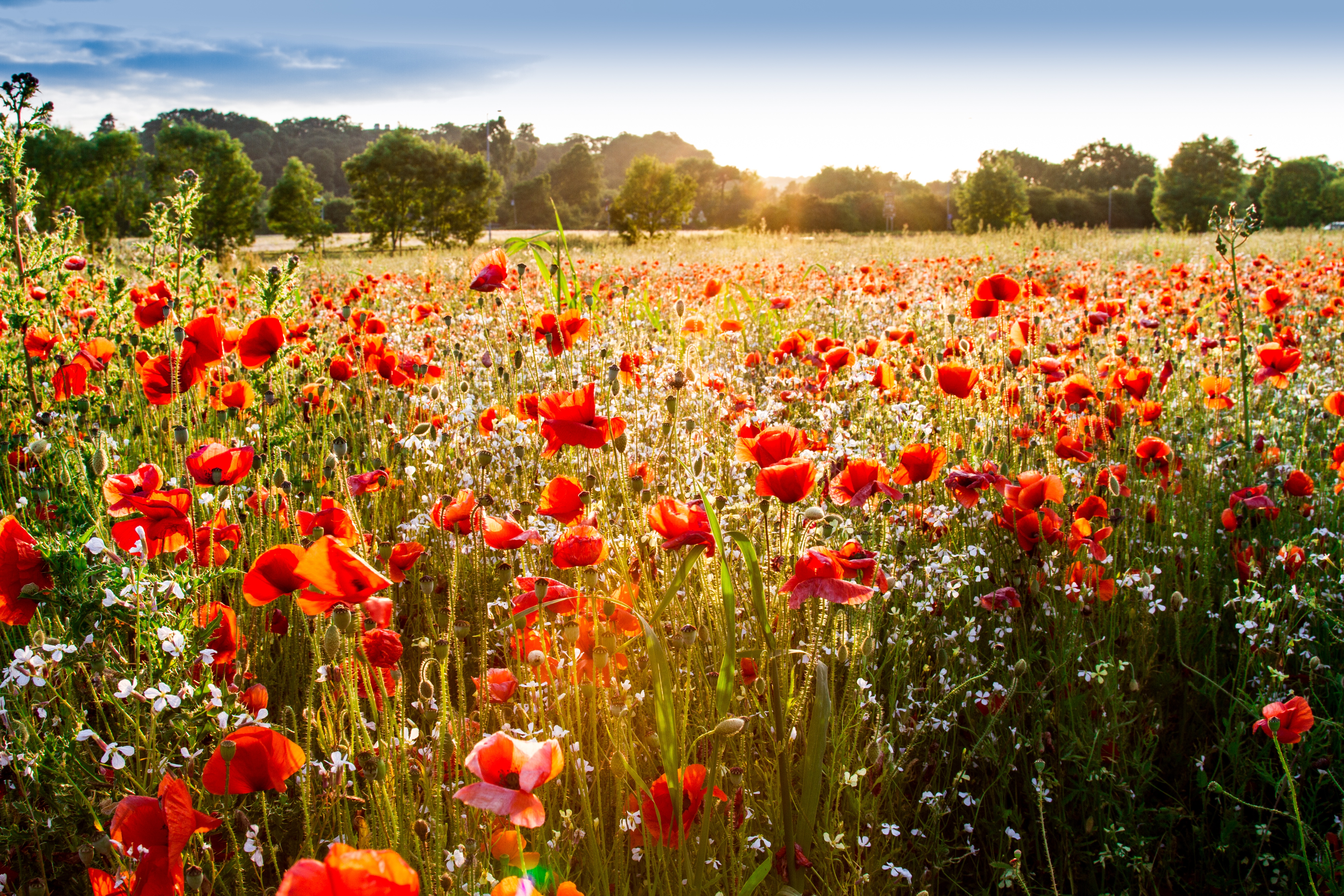 Meadow Desktop Wallpapers