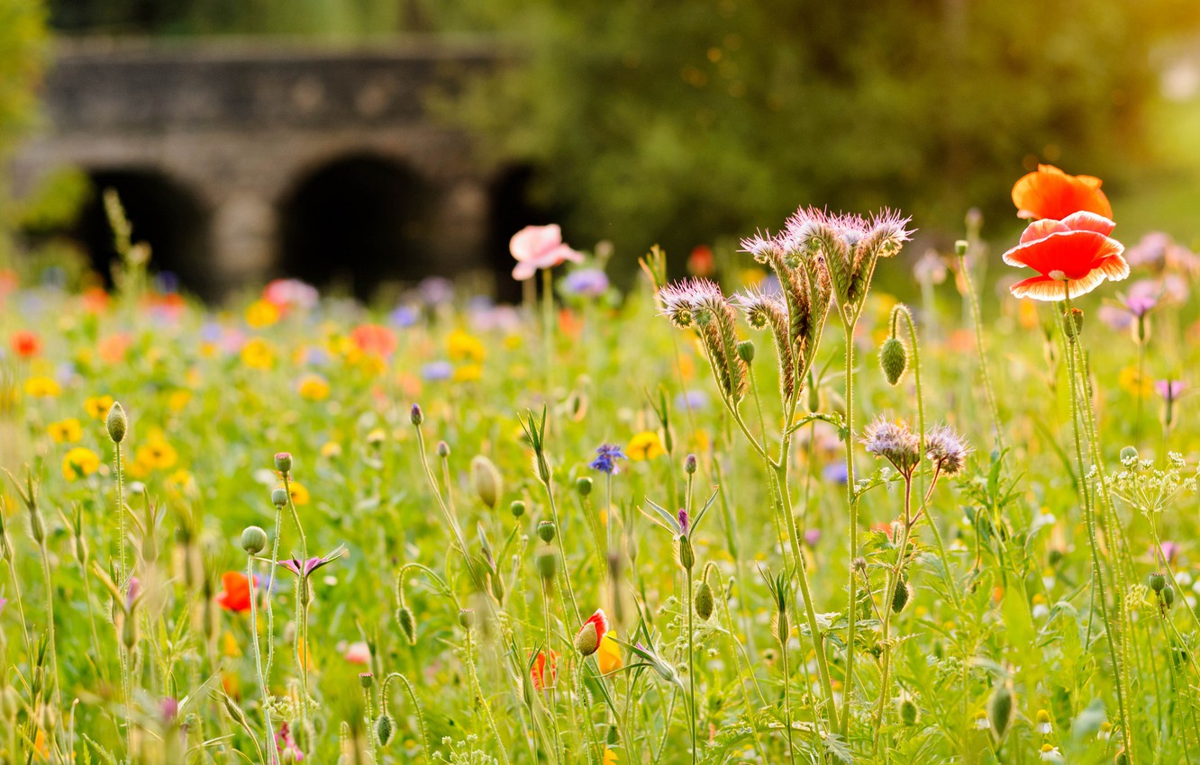 Meadow Desktop Wallpapers