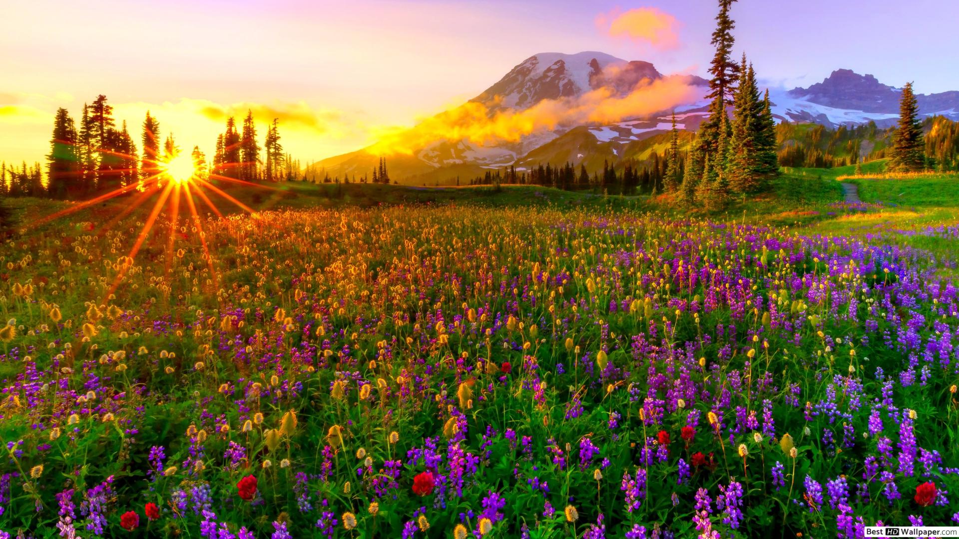 Meadow Wallpapers