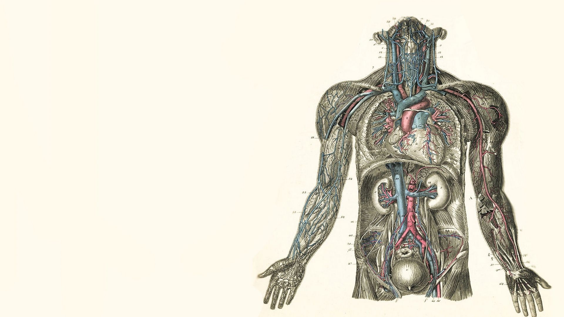 Medical Anatomy Art Wallpapers