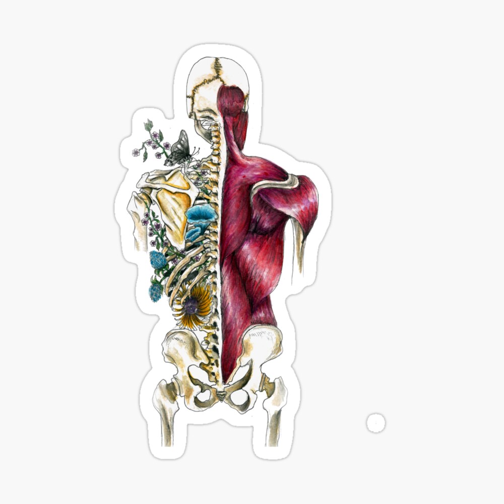 Medical Anatomy Art Wallpapers