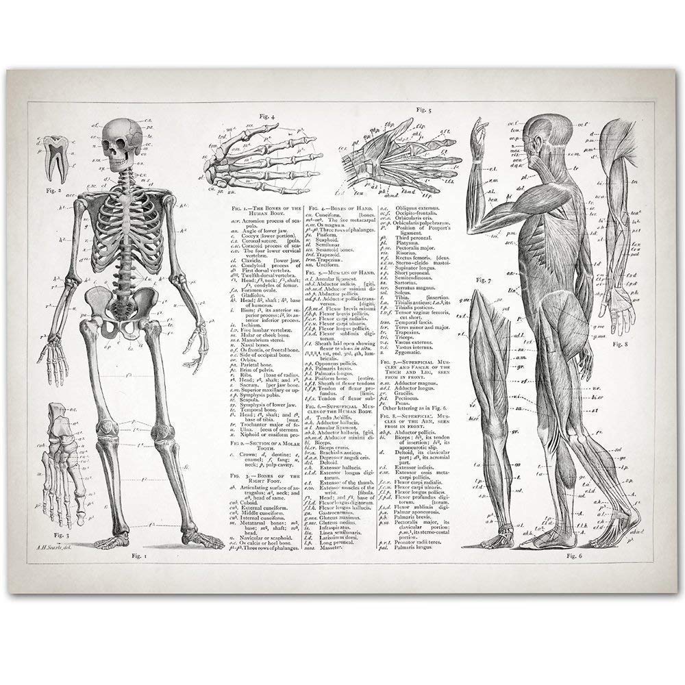 Medical Anatomy Art Wallpapers