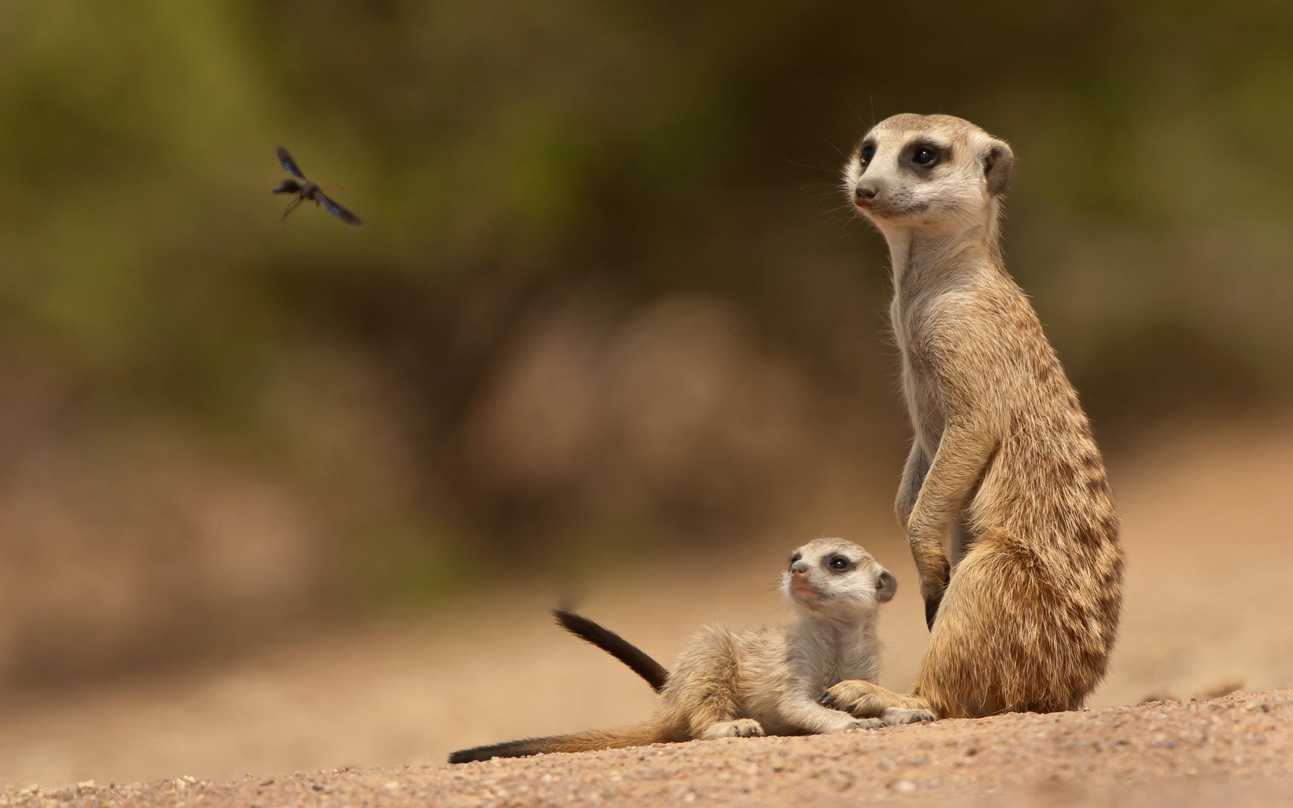 Meerkat Wallpapers