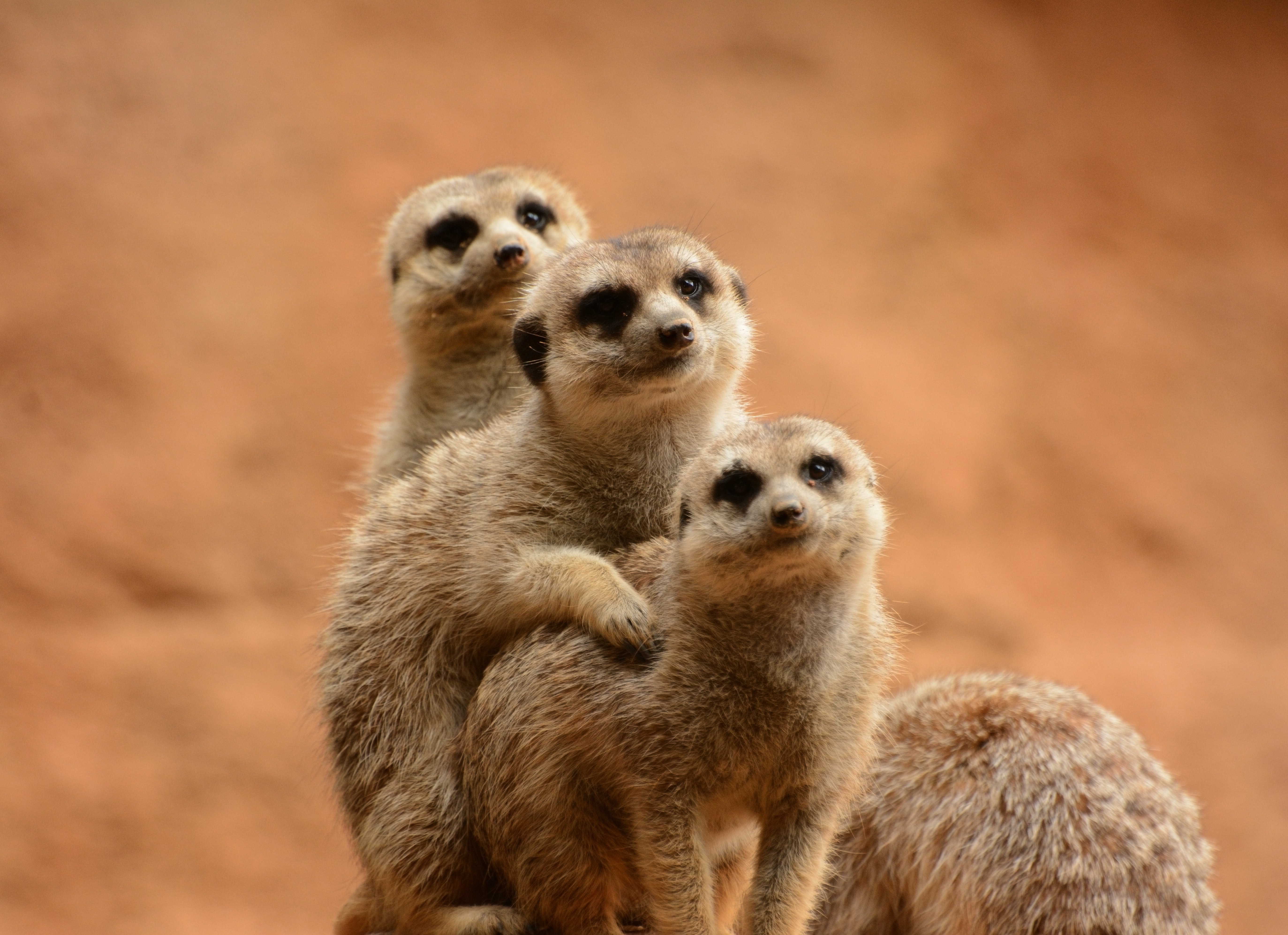 Meerkat Wallpapers