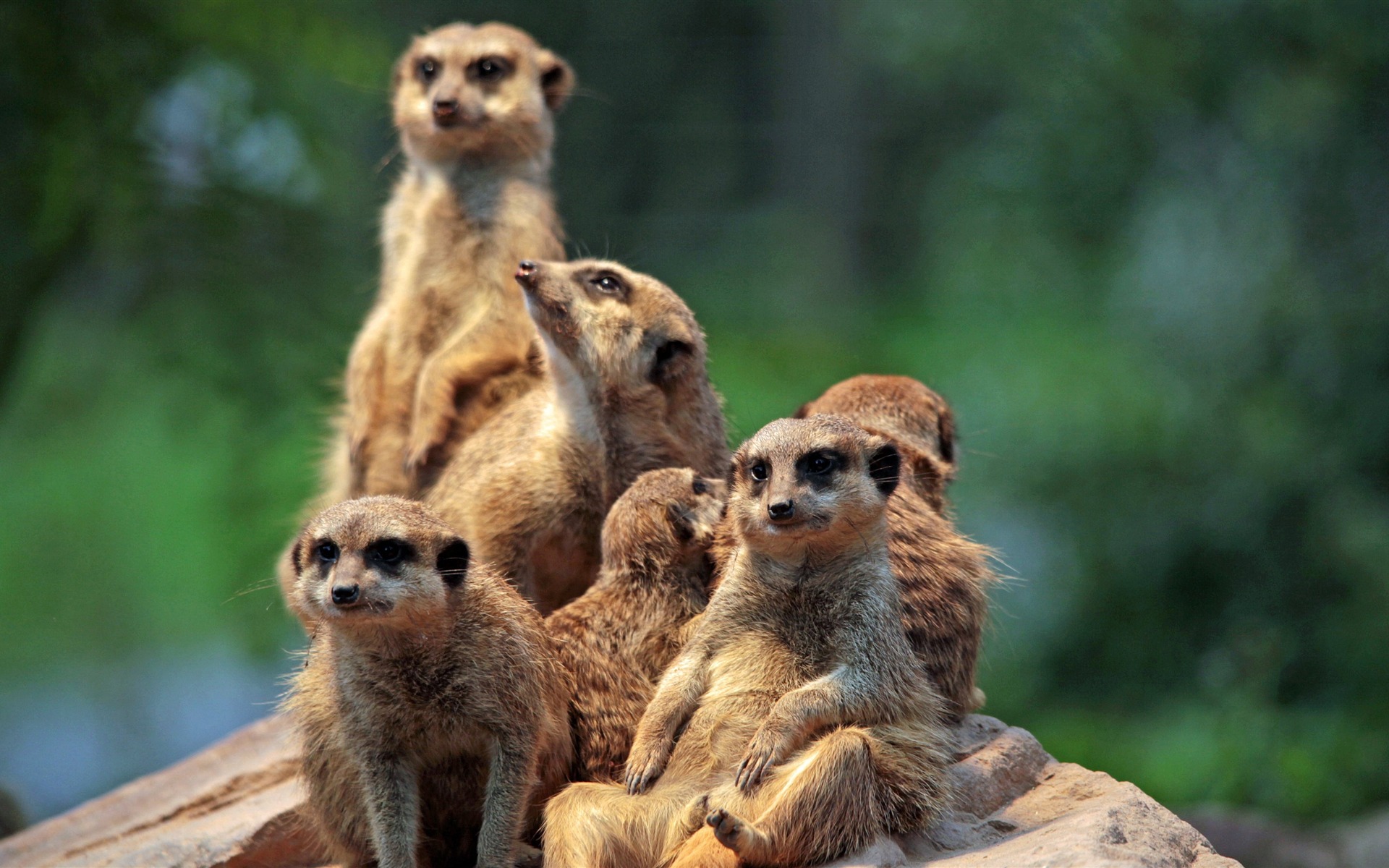 Meerkat Wallpapers