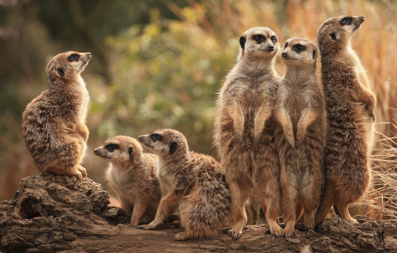 Meerkats Wallpapers