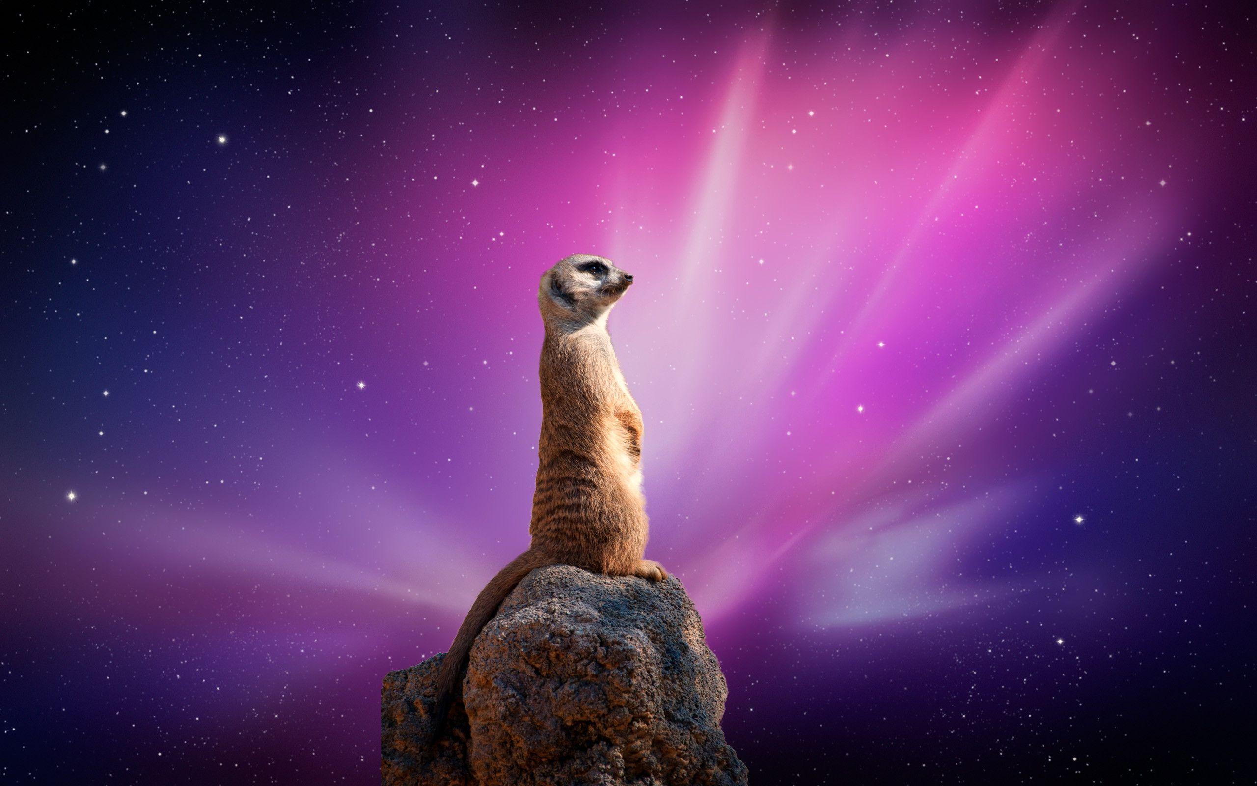 Meerkats Wallpapers