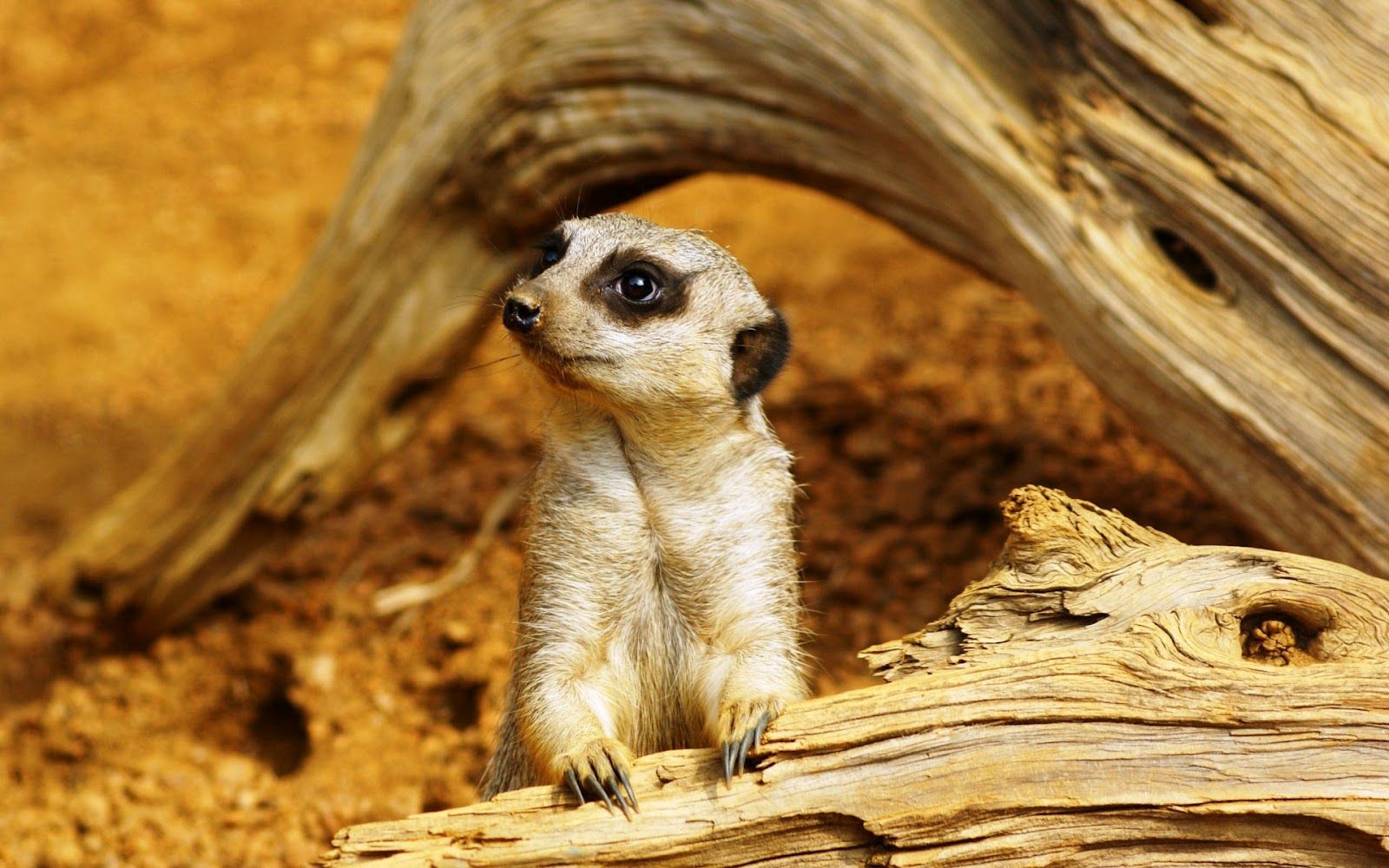 Meerkats Wallpapers