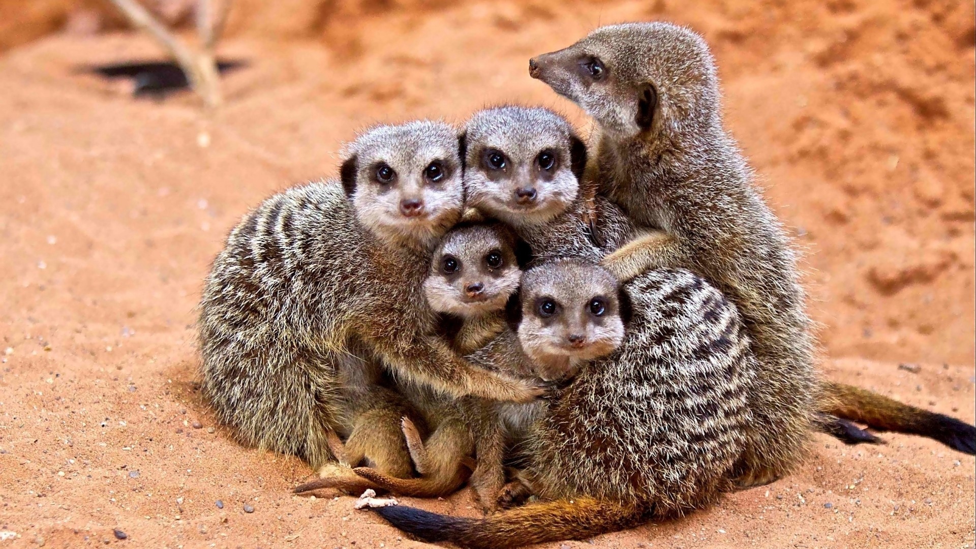 Meerkats Wallpapers