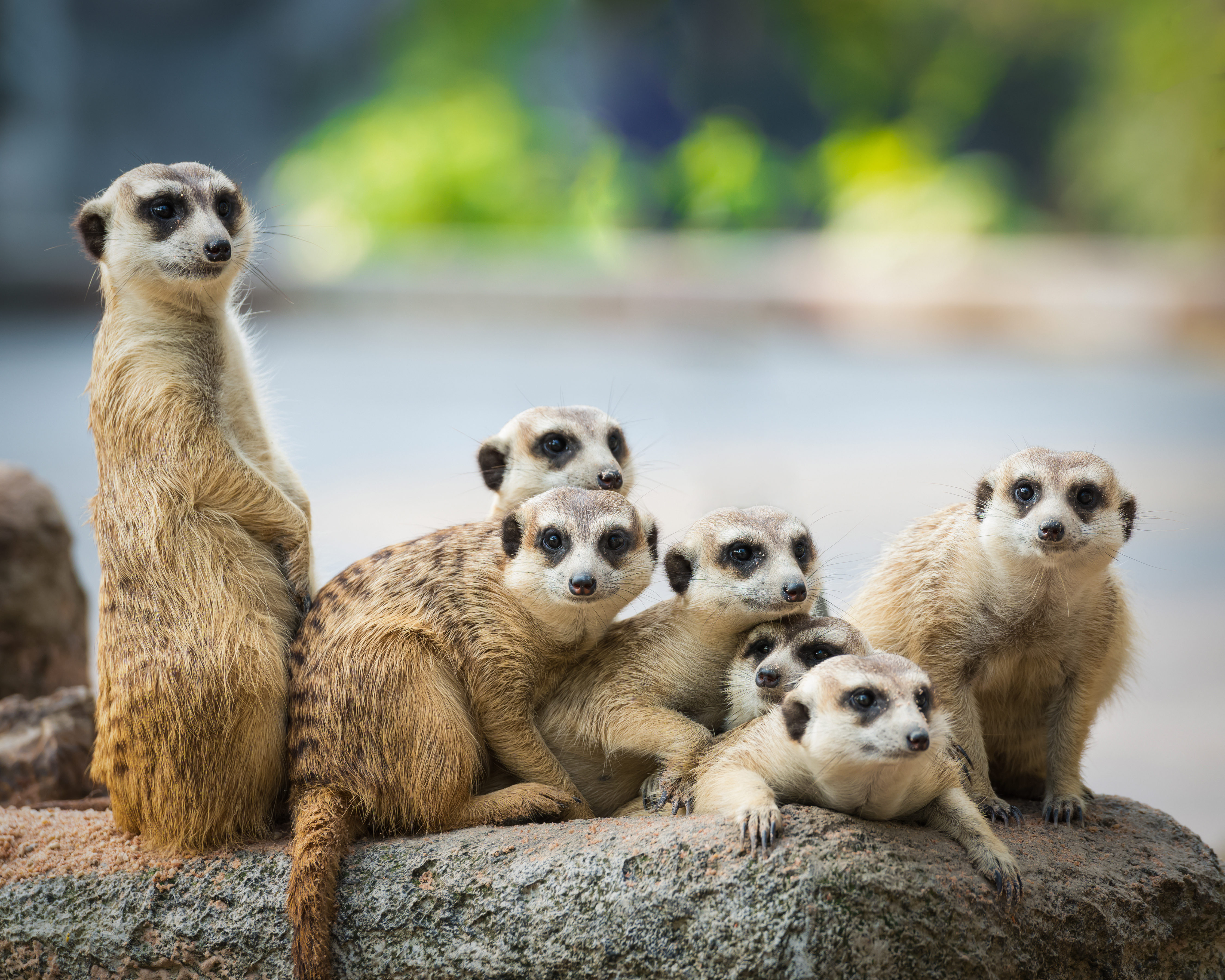 Meerkats Wallpapers