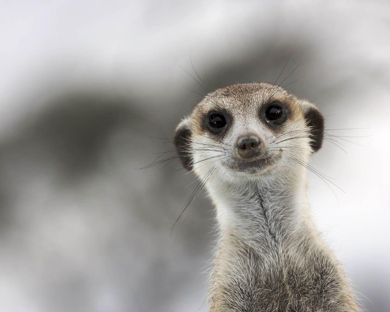 Meerkats Wallpapers