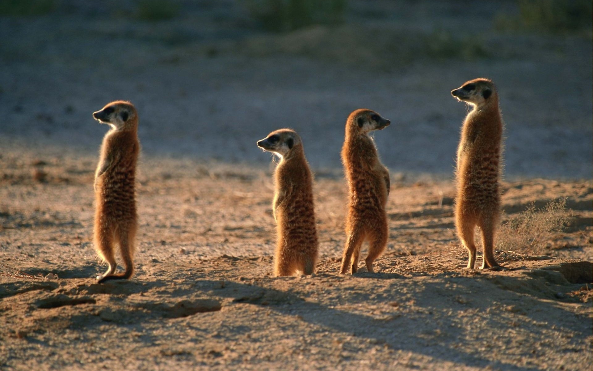 Meerkats Wallpapers