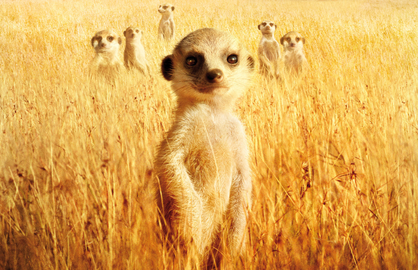 Meerkats Wallpapers