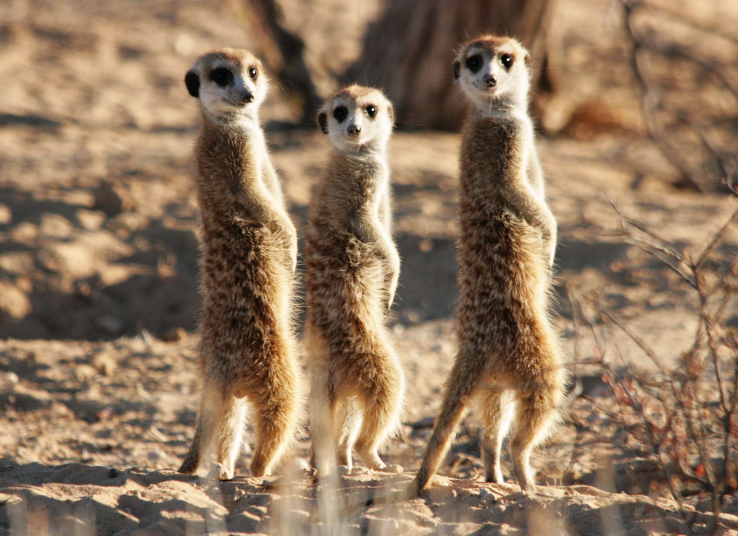 Meerkats Wallpapers