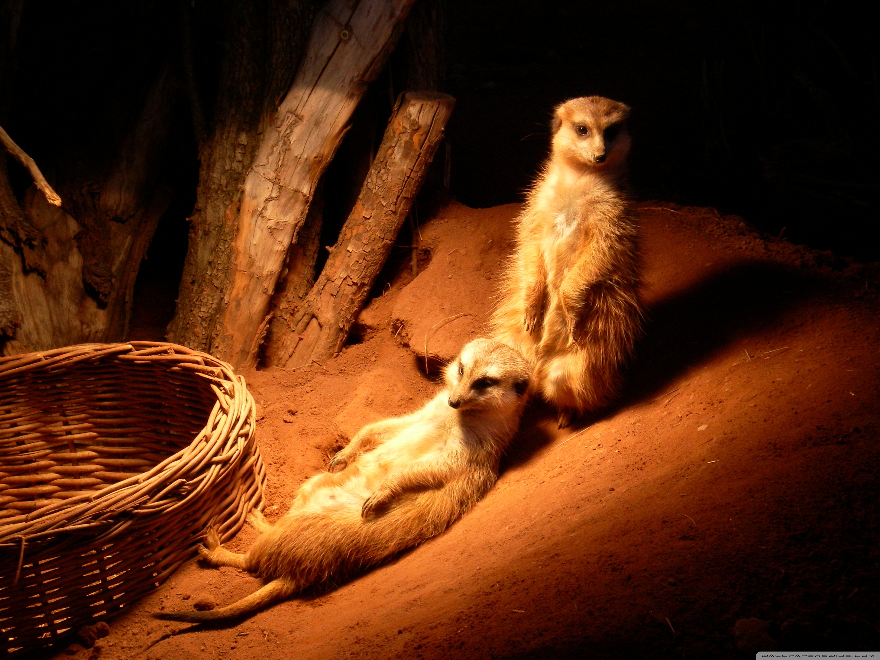 Meerkats Wallpapers