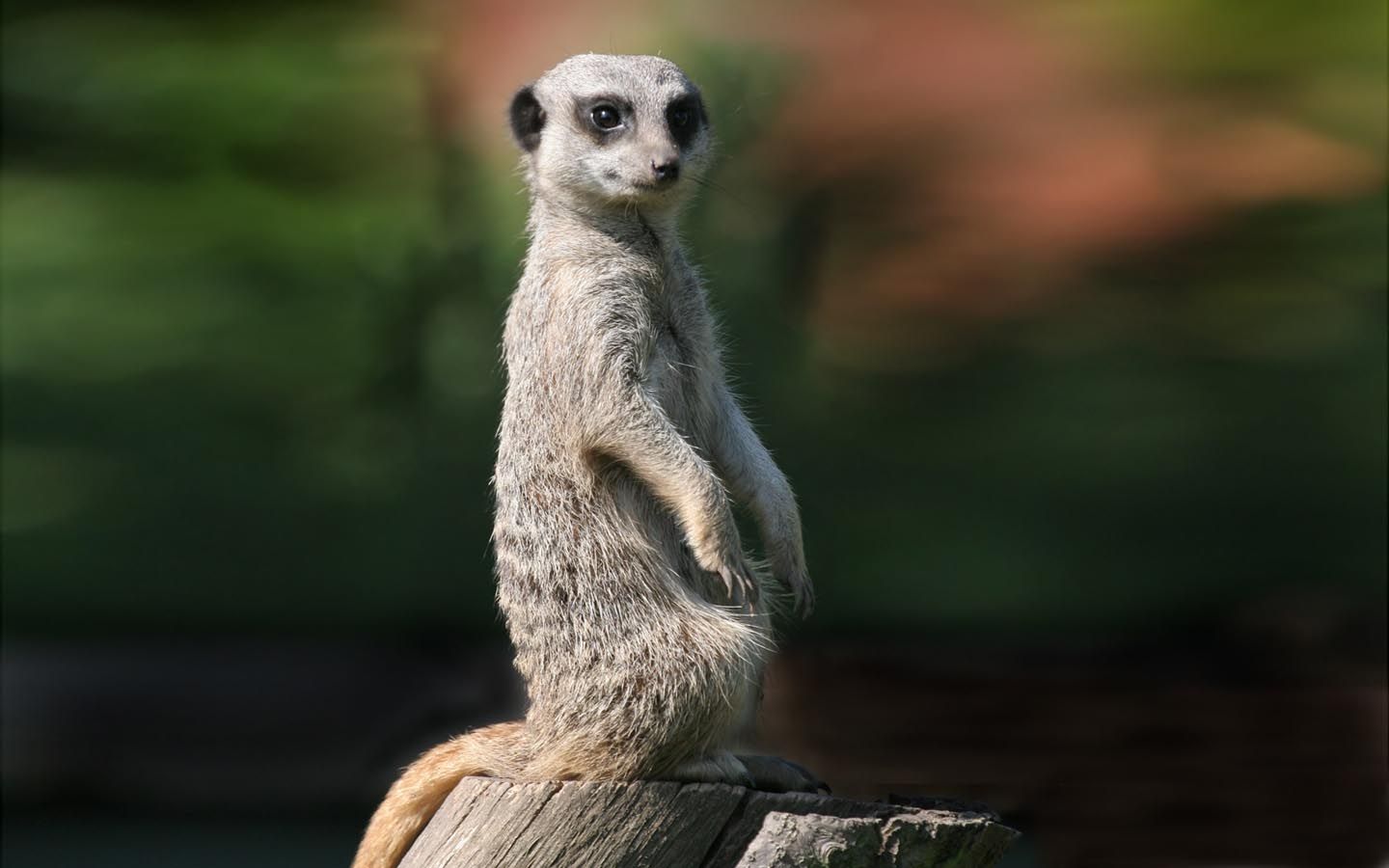 Meerkats Wallpapers